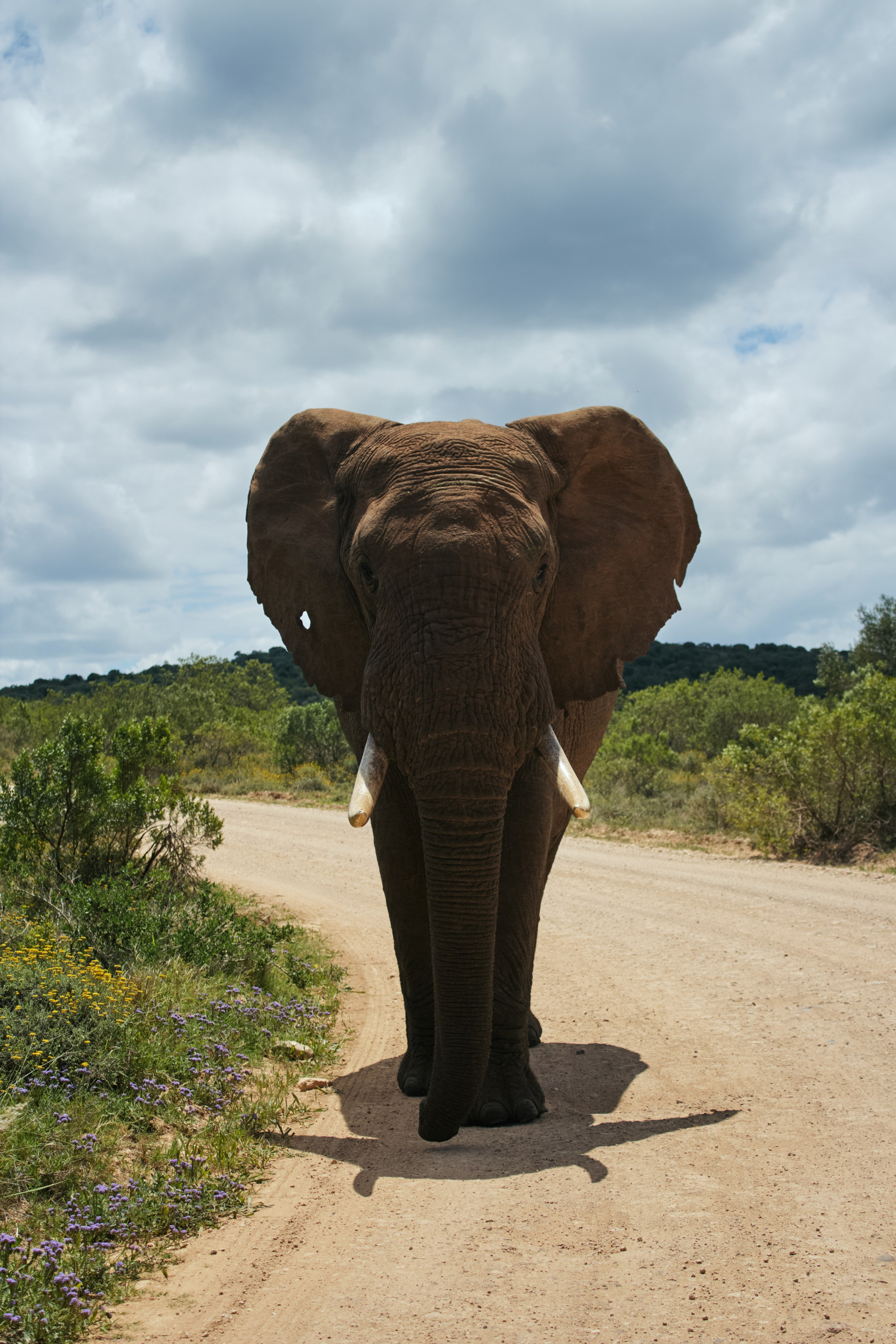 ЮАР. Профессиональный Фотограф во Владимире, в Москве и в Суздале — Полина Романычева
