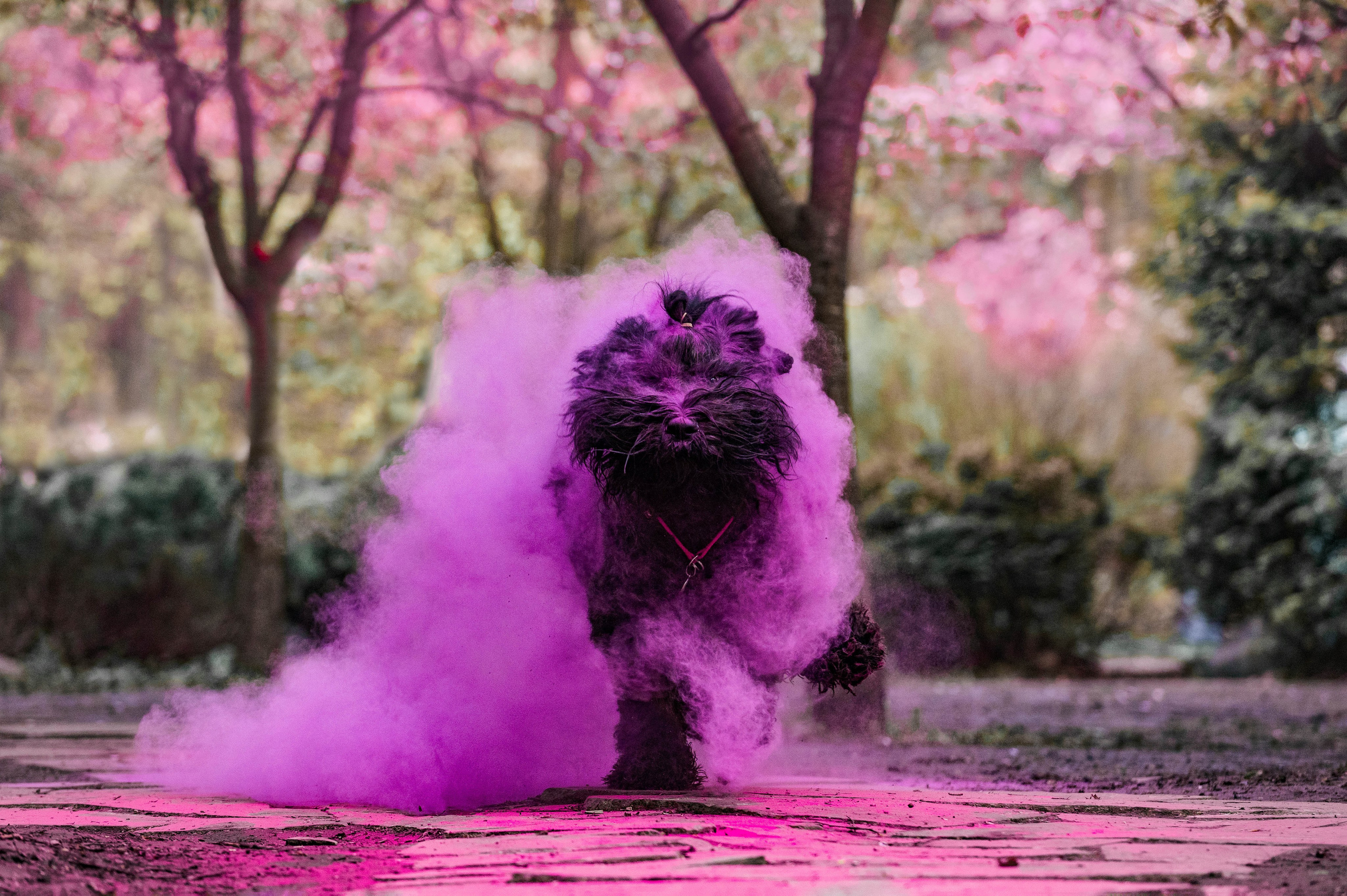 Черныши, сакура и краски холи. Фотограф-анималист