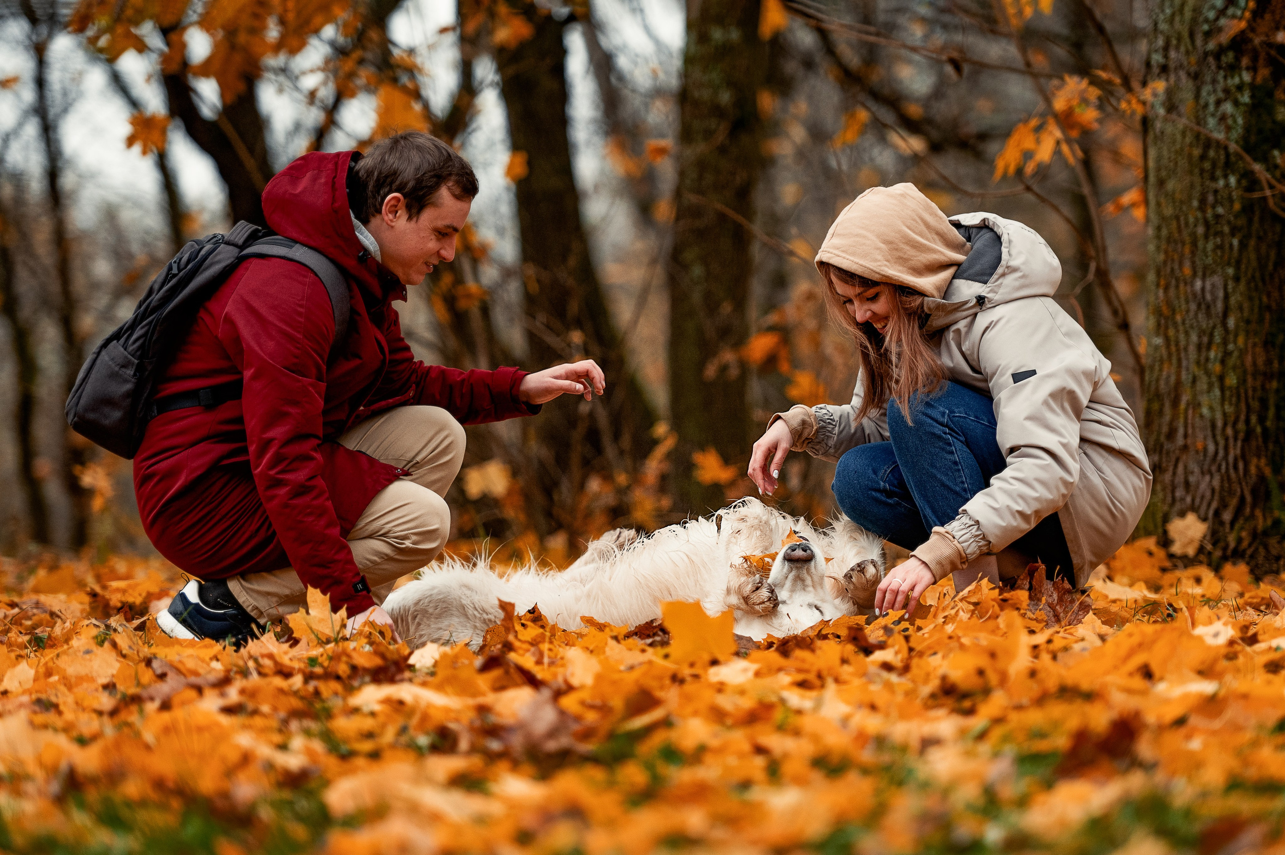 Айс и золотая осень. Фотограф-анималист