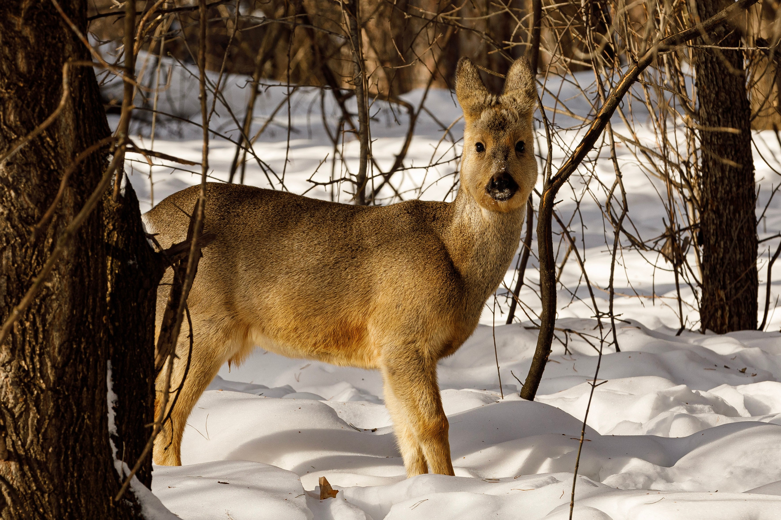 Косули. Фотограф Андрей Гузеев