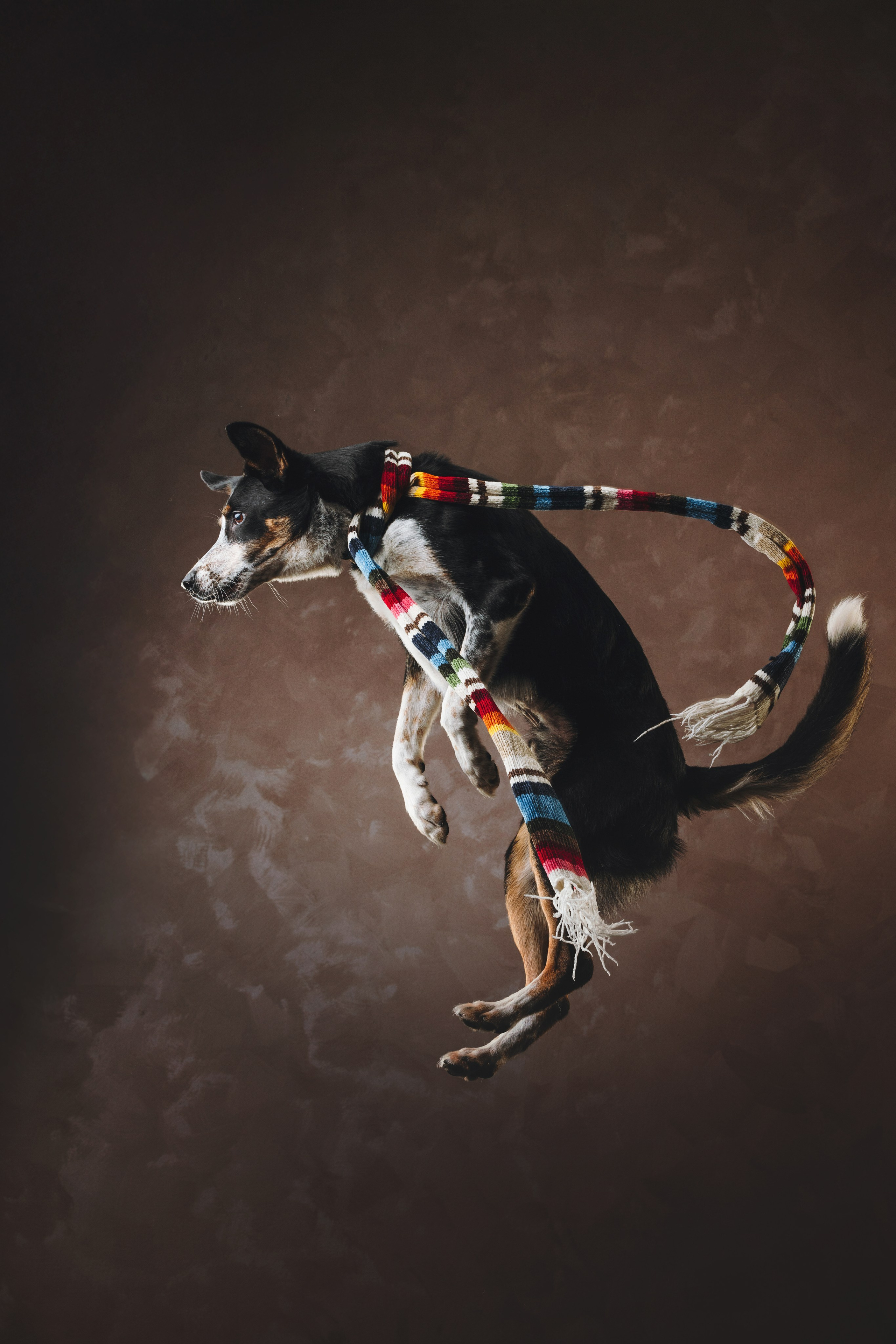 Бордер-колли. Фотограф анималист Осипчикова Мария