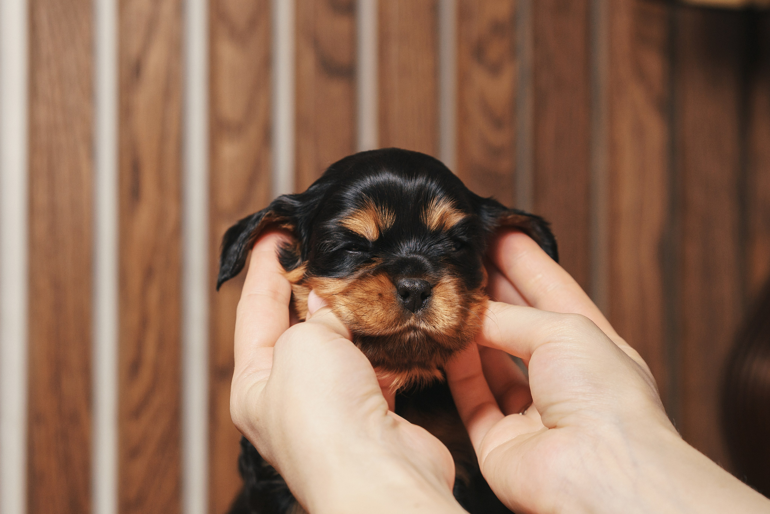 ККЧС. Фотограф анималист Осипчикова Мария