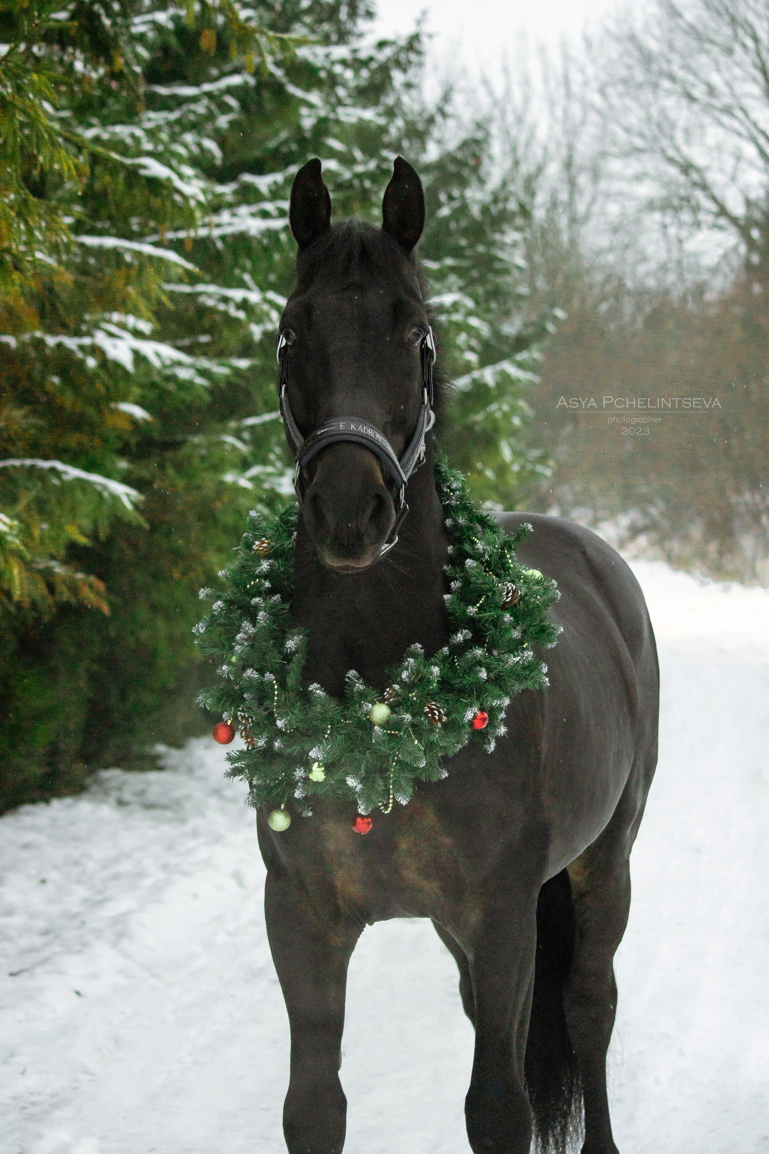 Новогоднее. Ася Пчелинцева, фотограф в СПб и ЛО