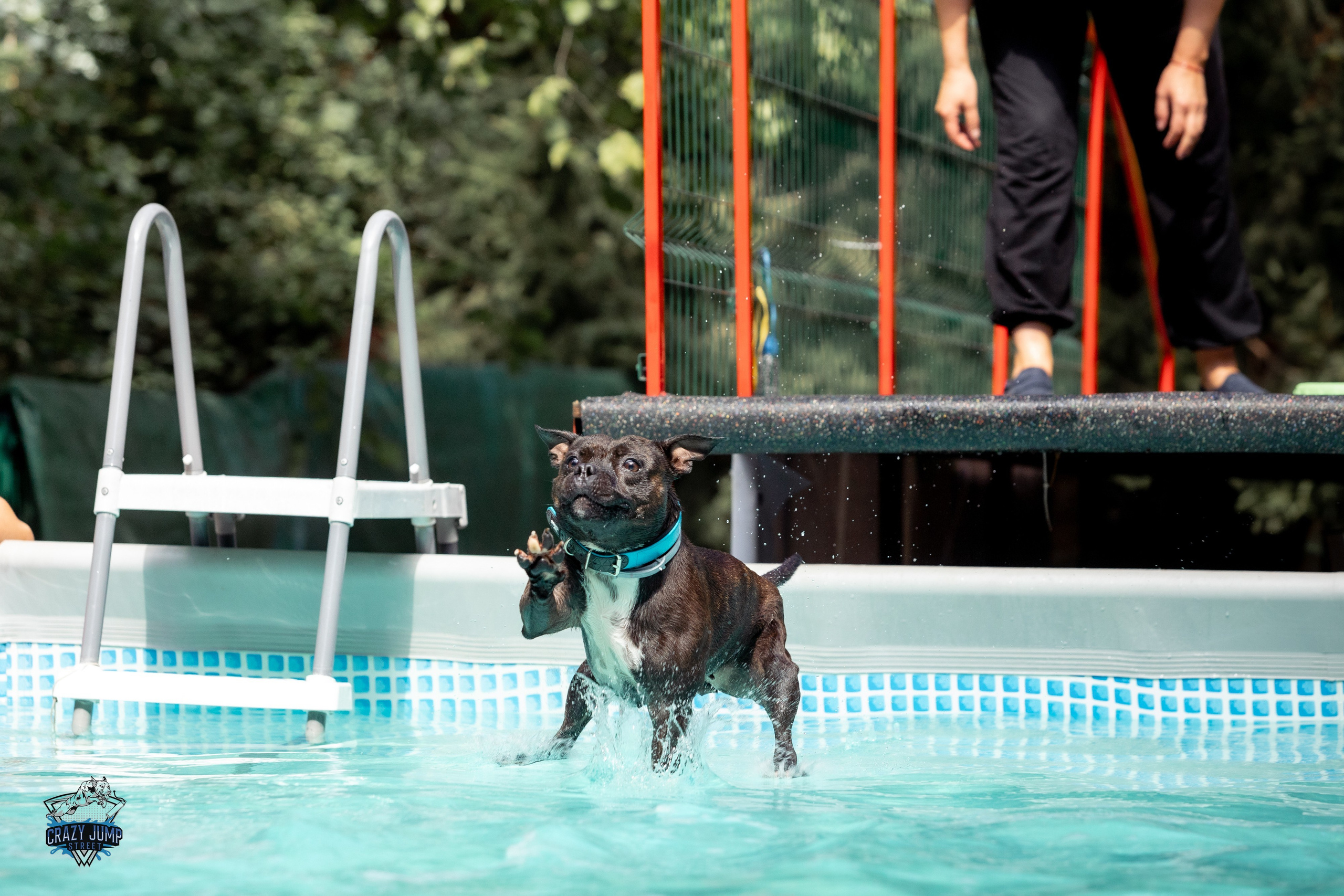 Собаки, спорт, Док дайвинг. Свадебный и репортажный фотограф в Москве и Московской области