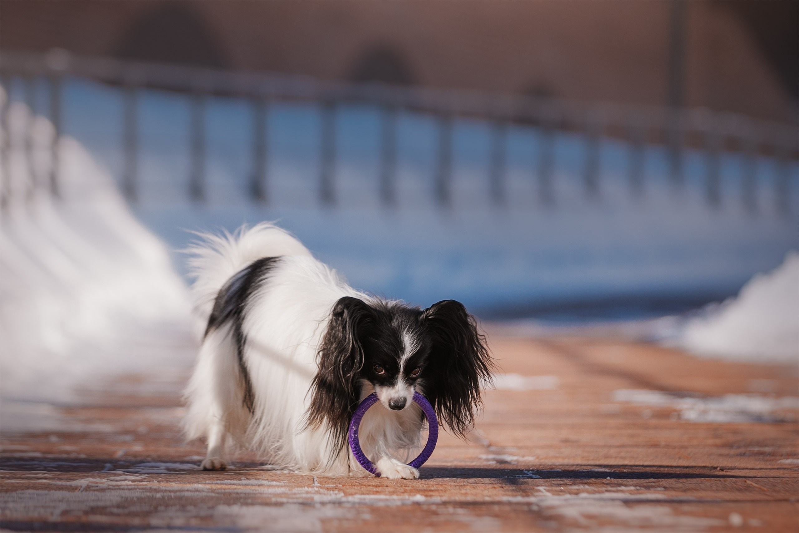 Папийон Тони. Фотограф анималист Кузнецова Анна Нижний Новгород