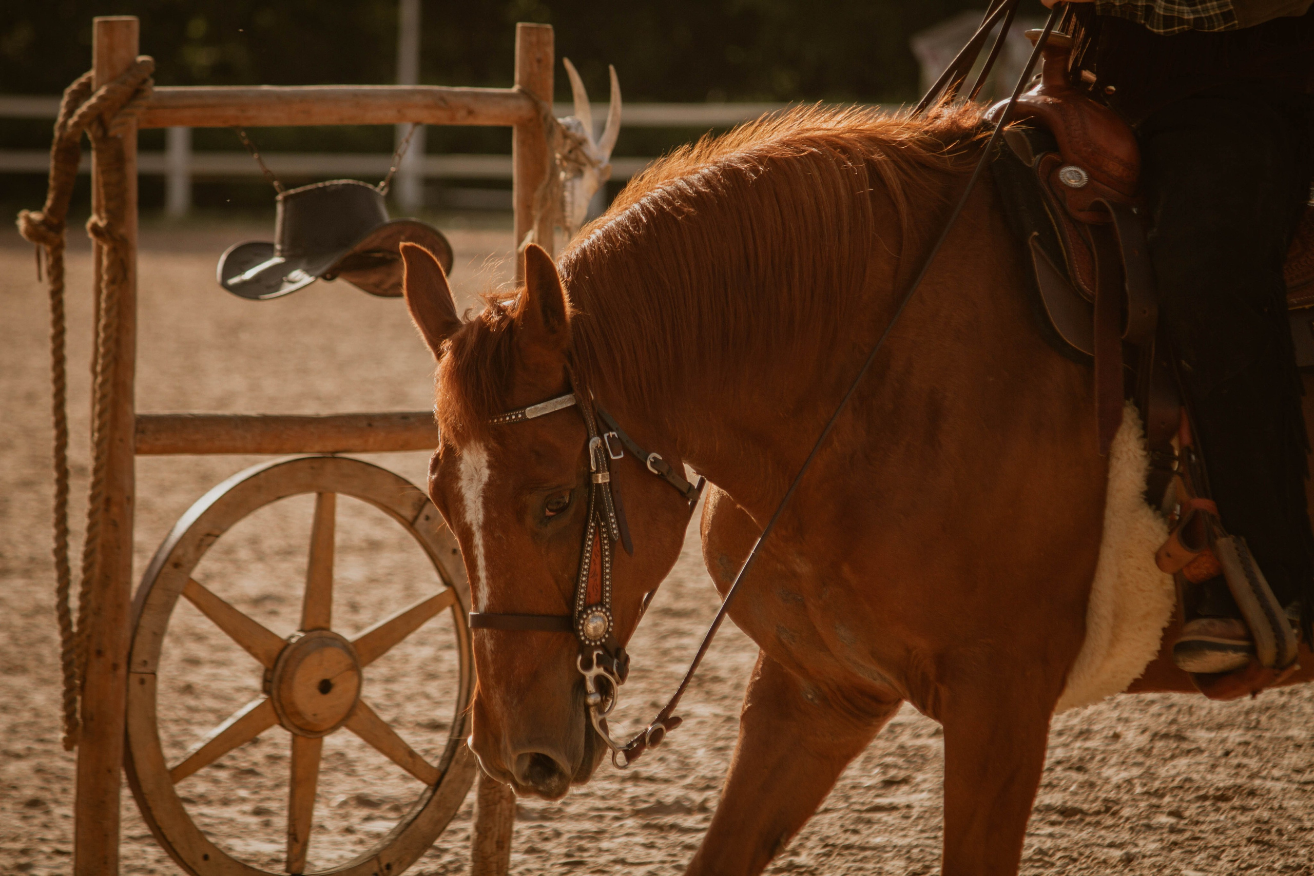 ИППОСФЕРА — Международная конная выставка. Создадим шедевр? Виталина и её фотоискусство