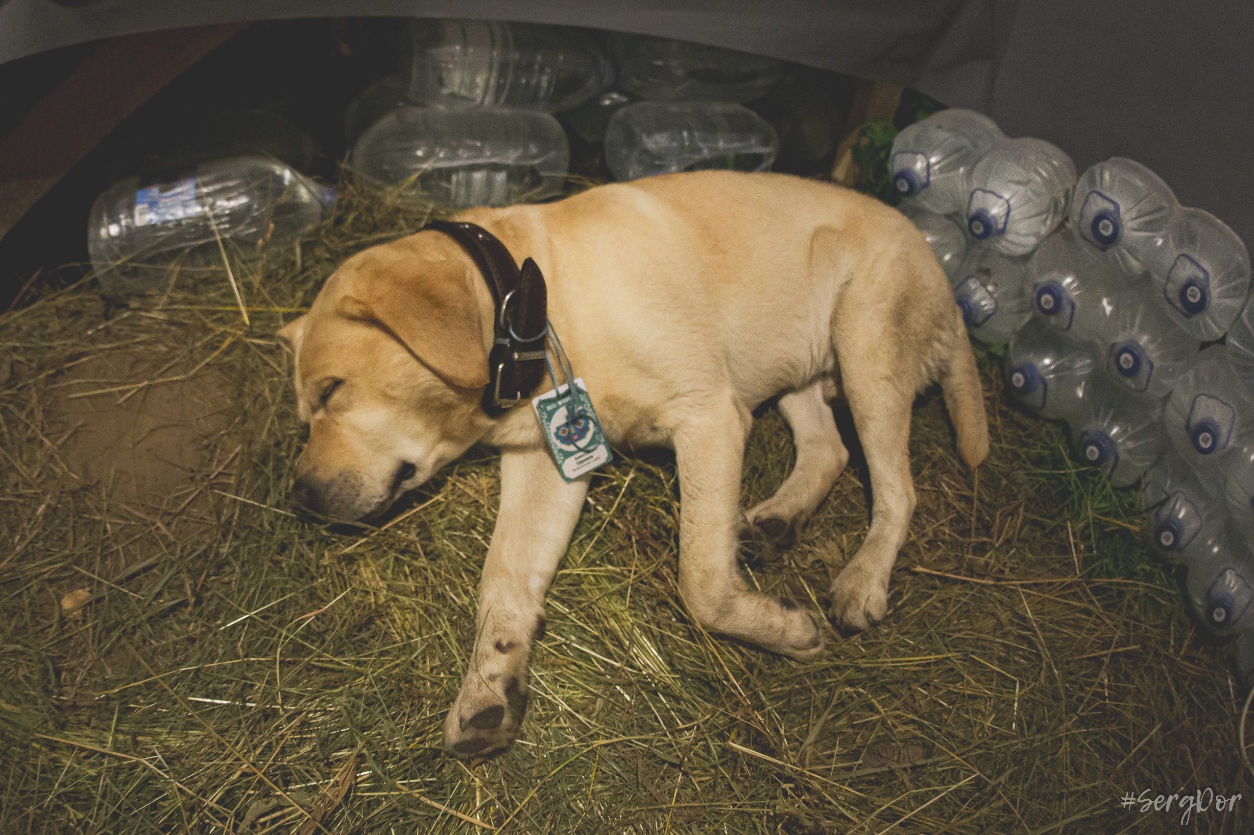 Princesse Angine, Фестиваль Бессонница, 18.07.2025, SergDor, Принцесса Ангина, опенэйр, unsomnia, 18 июля 2025 года, #SergDor