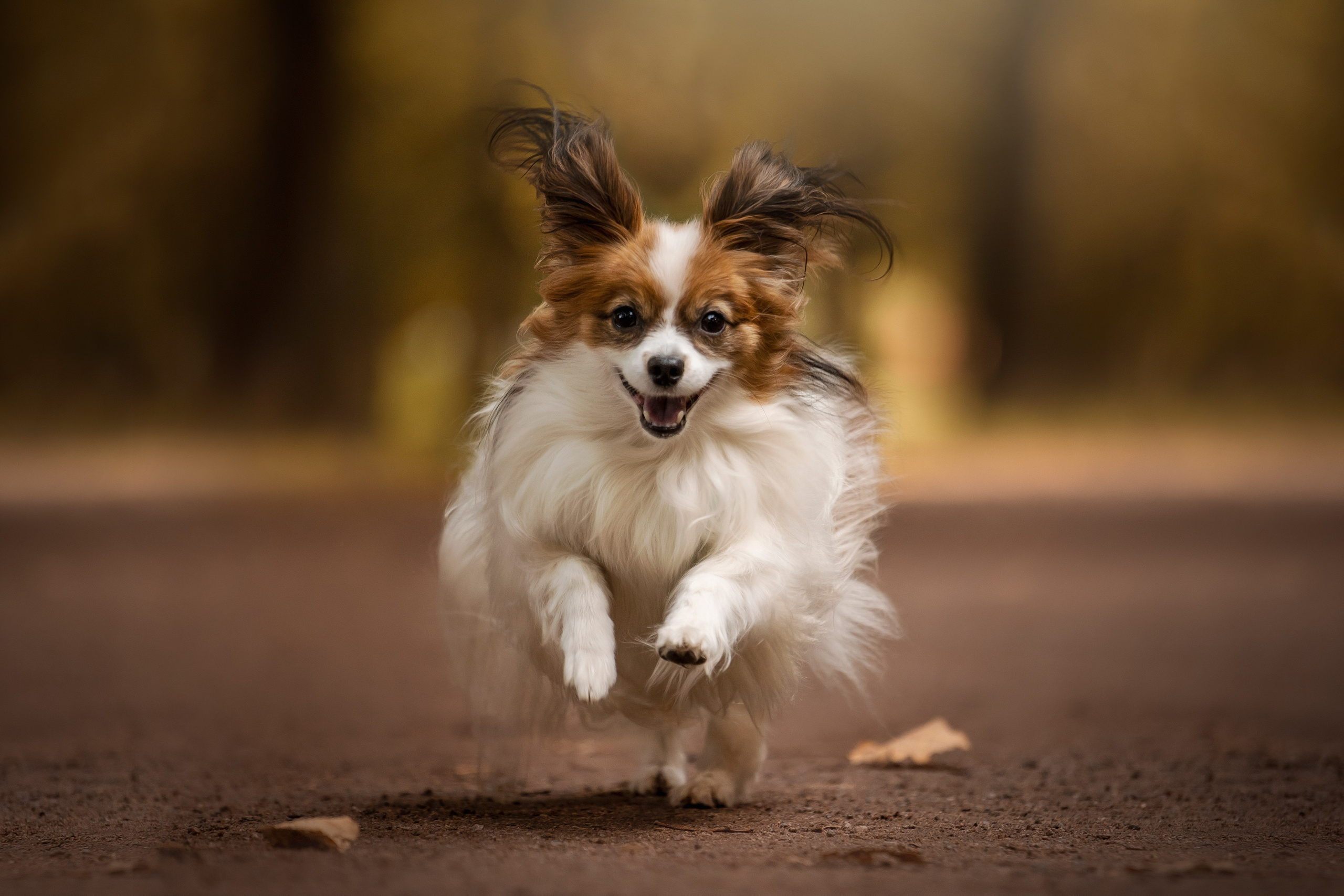 Ваня и его семья. Фотограф — Анималист | Санкт-Петербург