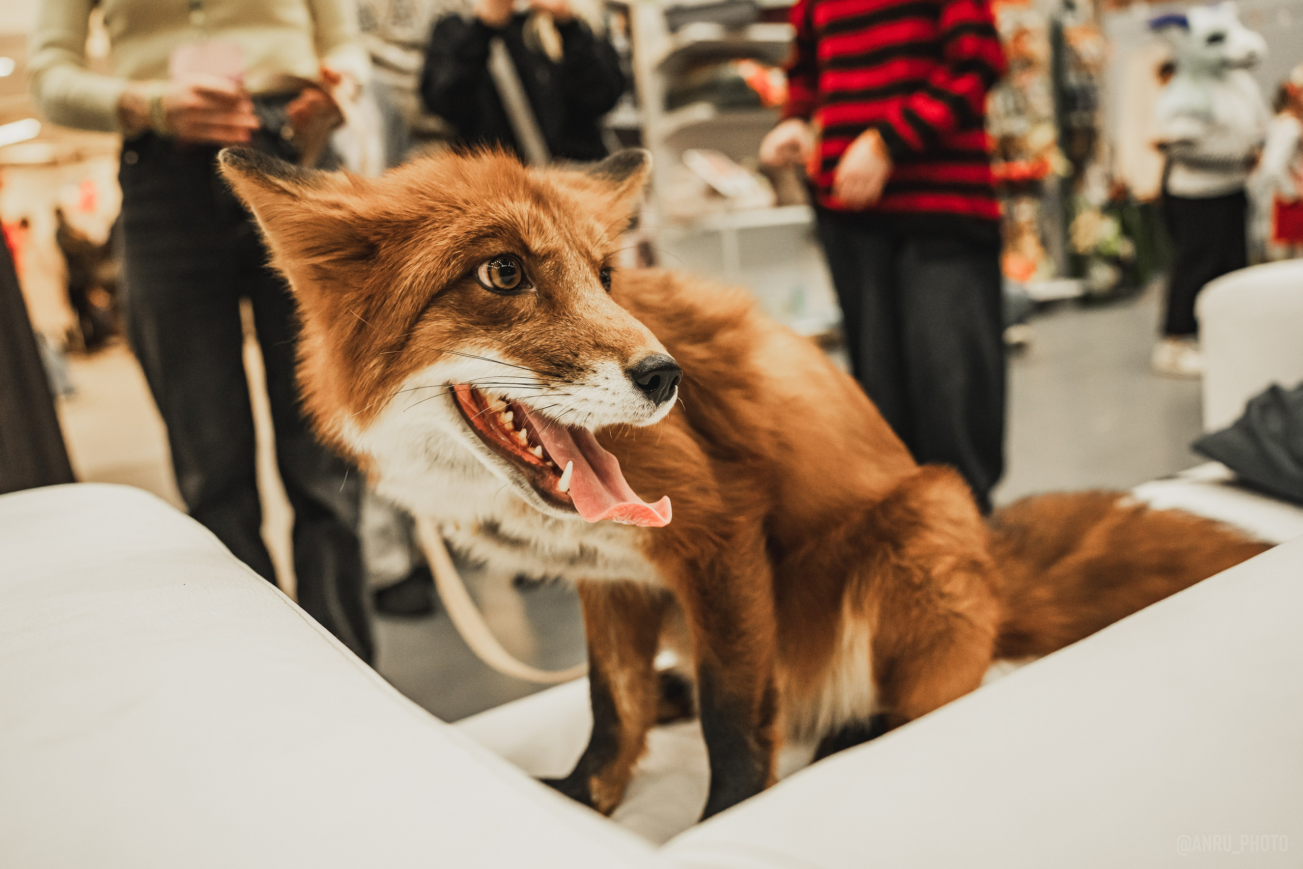 Fox Family fest. Репортажный фотограф Анастасия Рубцова