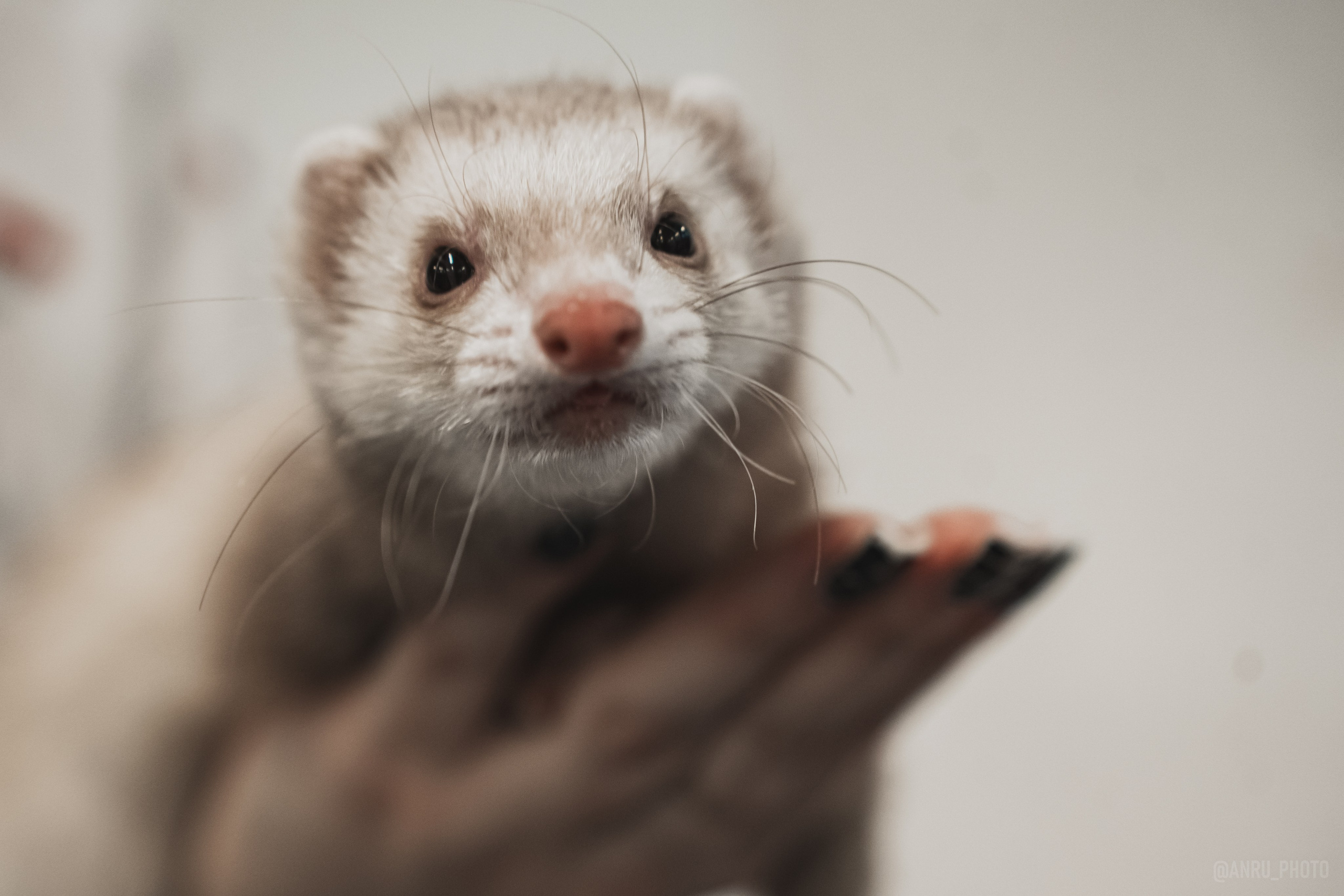 Fox Family fest. Репортажный фотограф Анастасия Рубцова