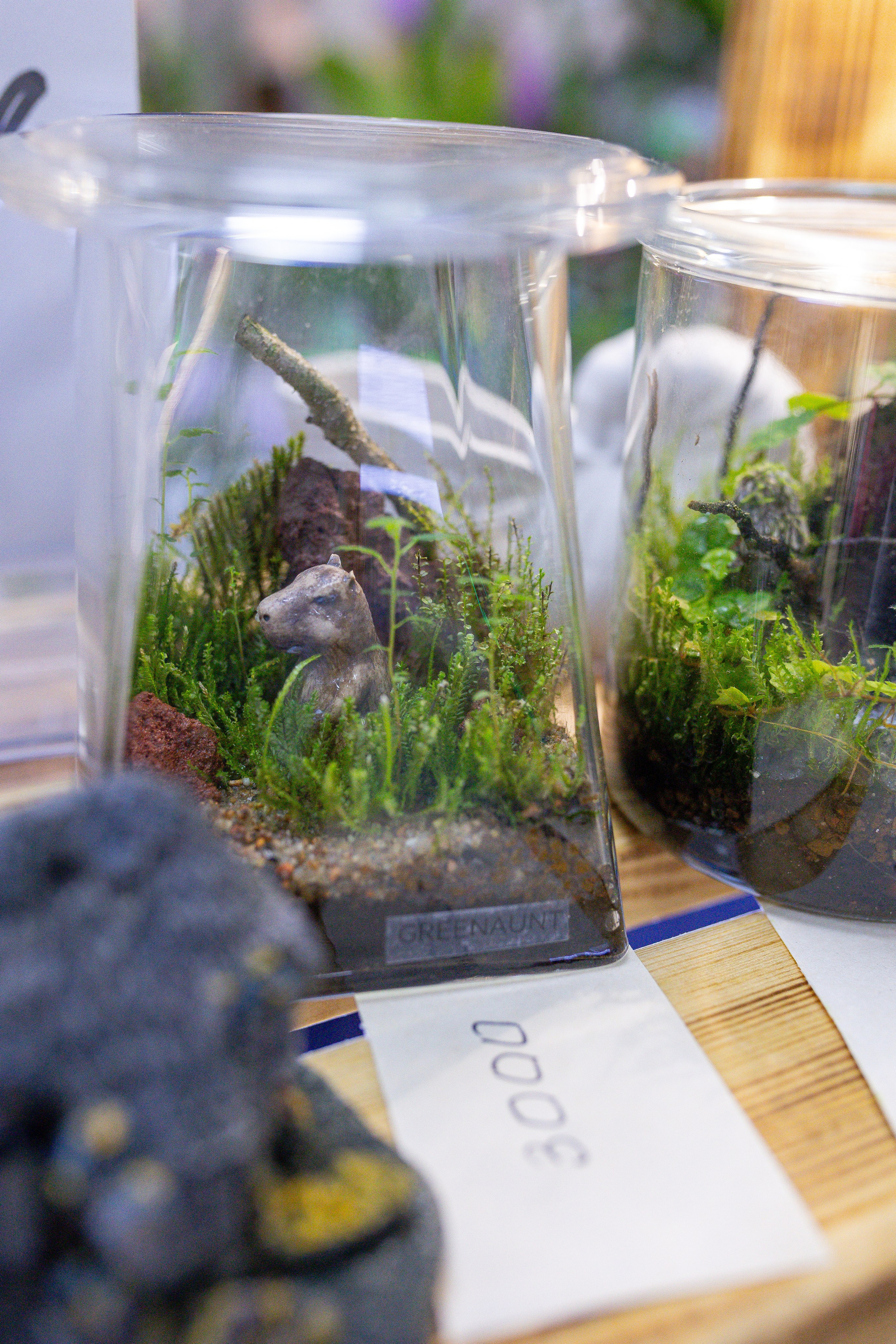 Орхидиум 12.2025. Александра Куликова фотограф, Москва