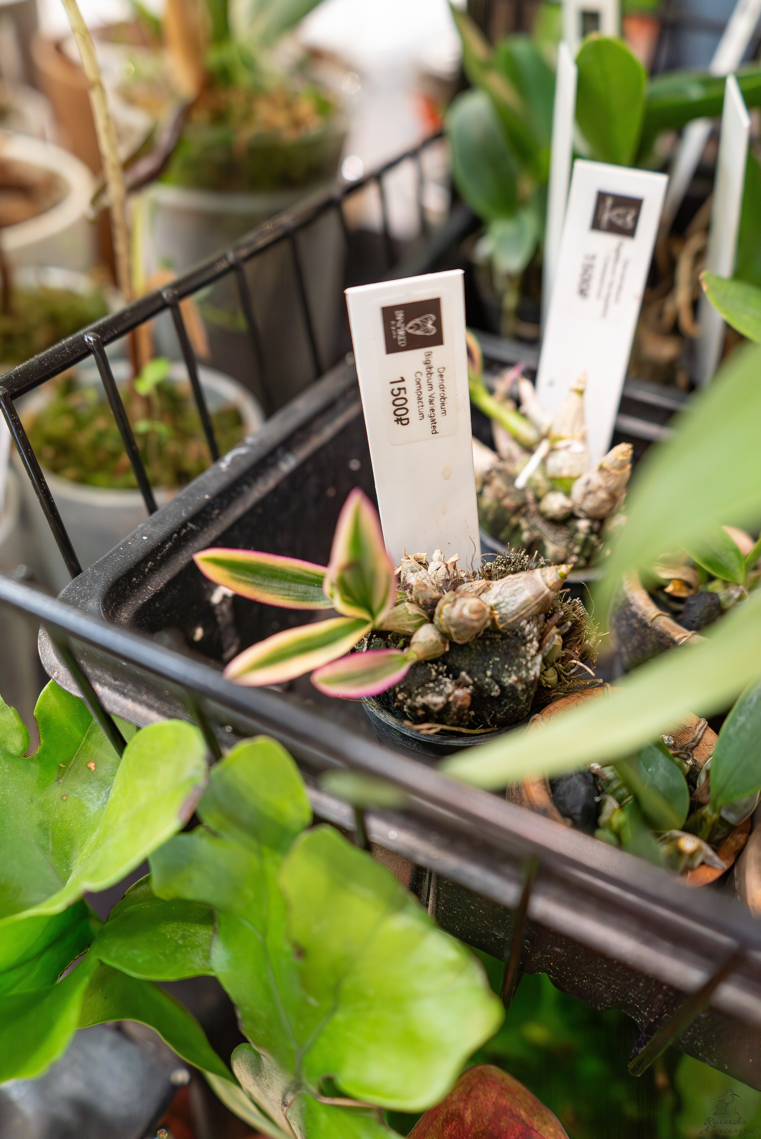 Гроубокс Артплей апрель. Александра Куликова фотограф, Москва