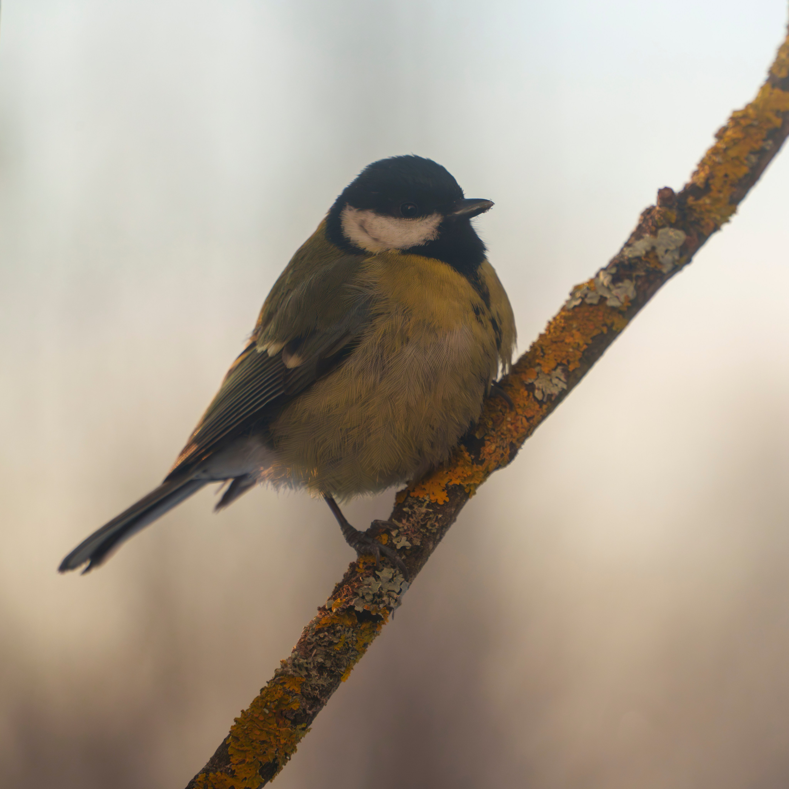 Animals — Животные