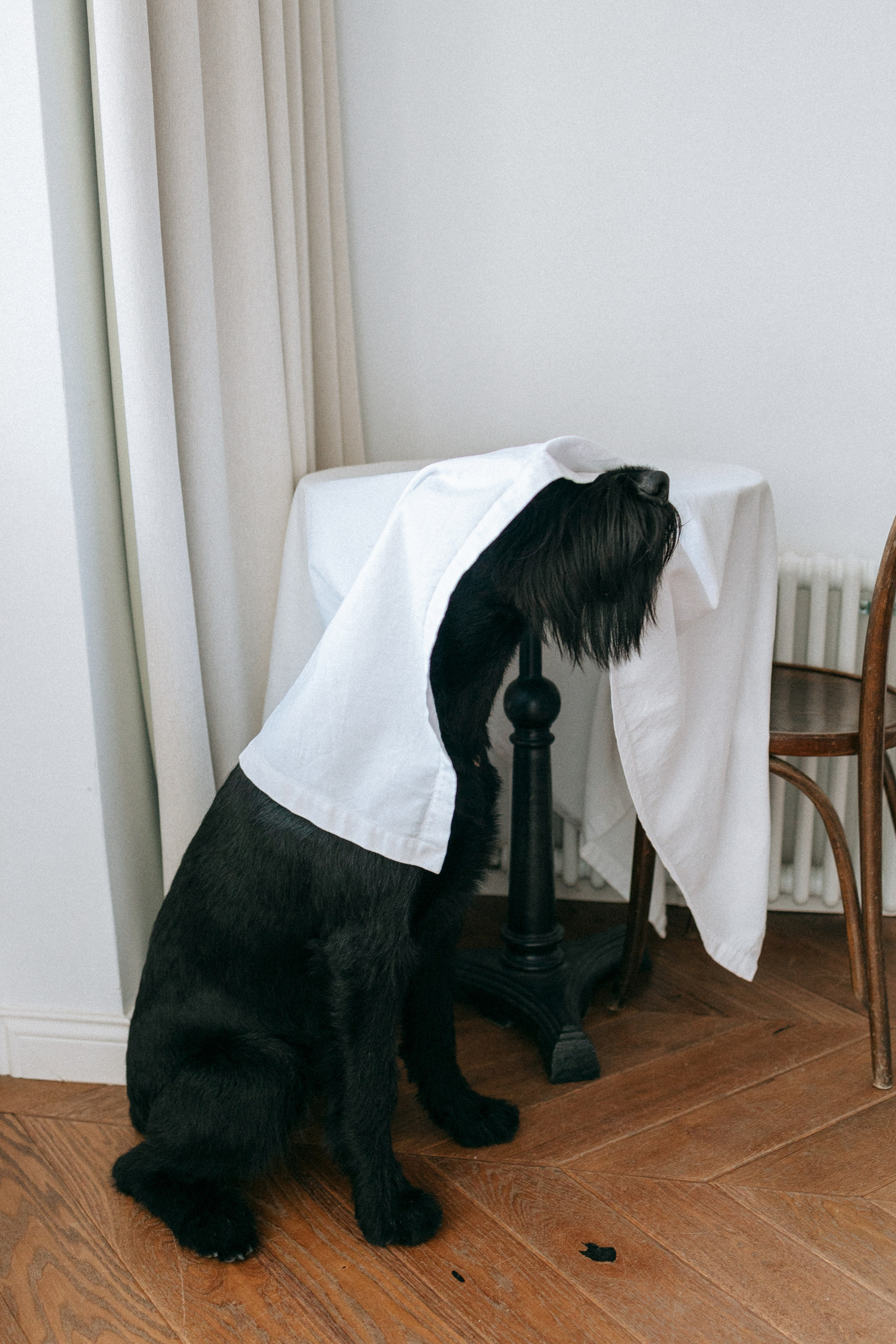 Умбра и Даша. Фотограф анималист Анастасия Пикей