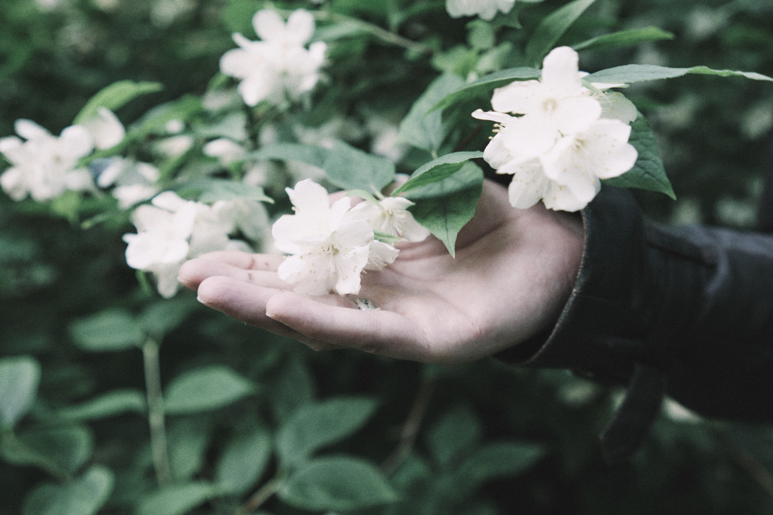 Елагин Остров. Фотограф Санкт-Петербург