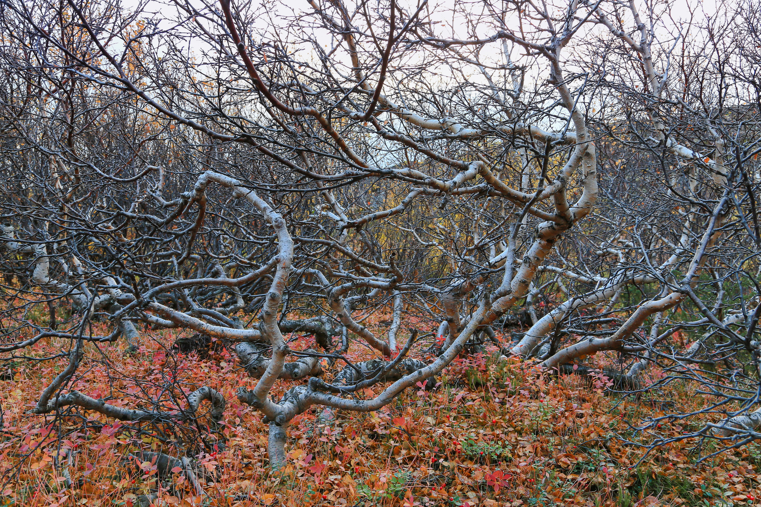 Мир растений. Пейзажи Крайнего Севера. Баренцево море, Рыбачий, Средний, Немецкий