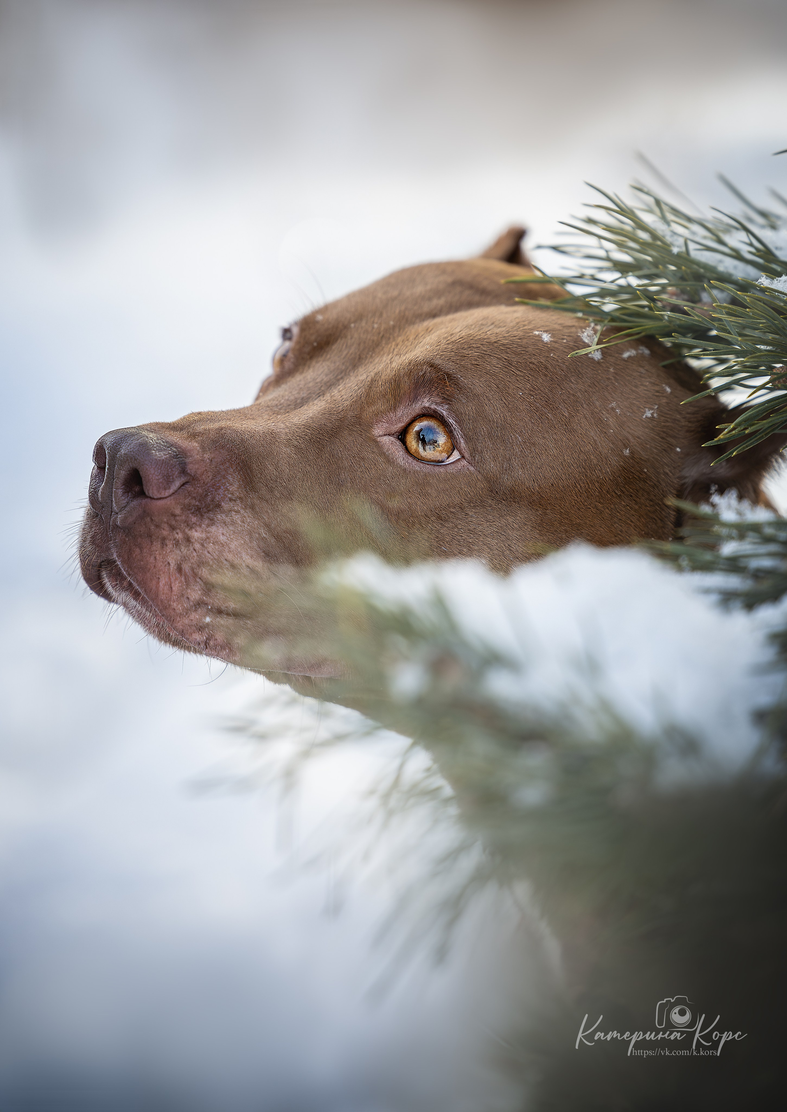 Питбуль Гринч. Главная