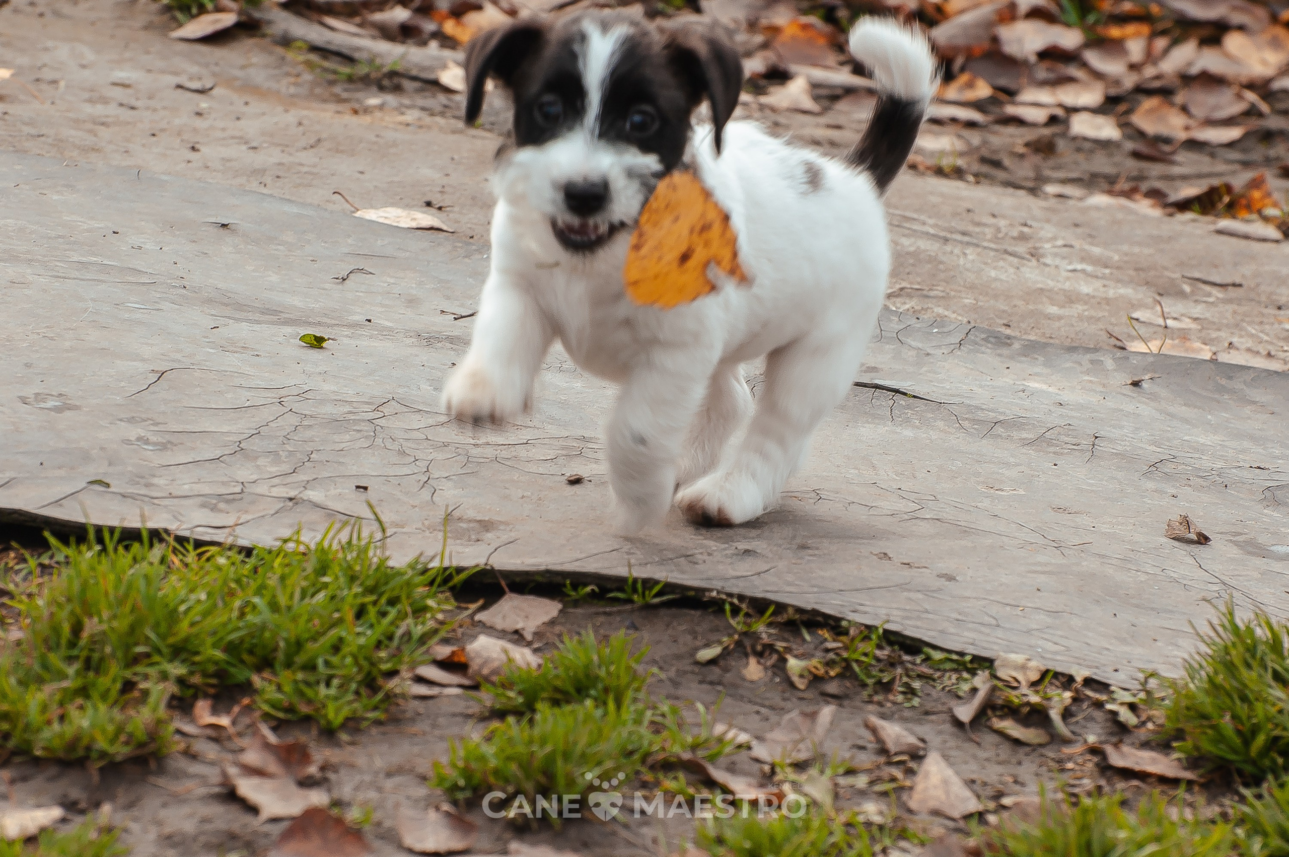 СУКА1_ЧЕРН_27_08_25. КАНЕ МАЭСТРО — питомник Джек рассел терьеров