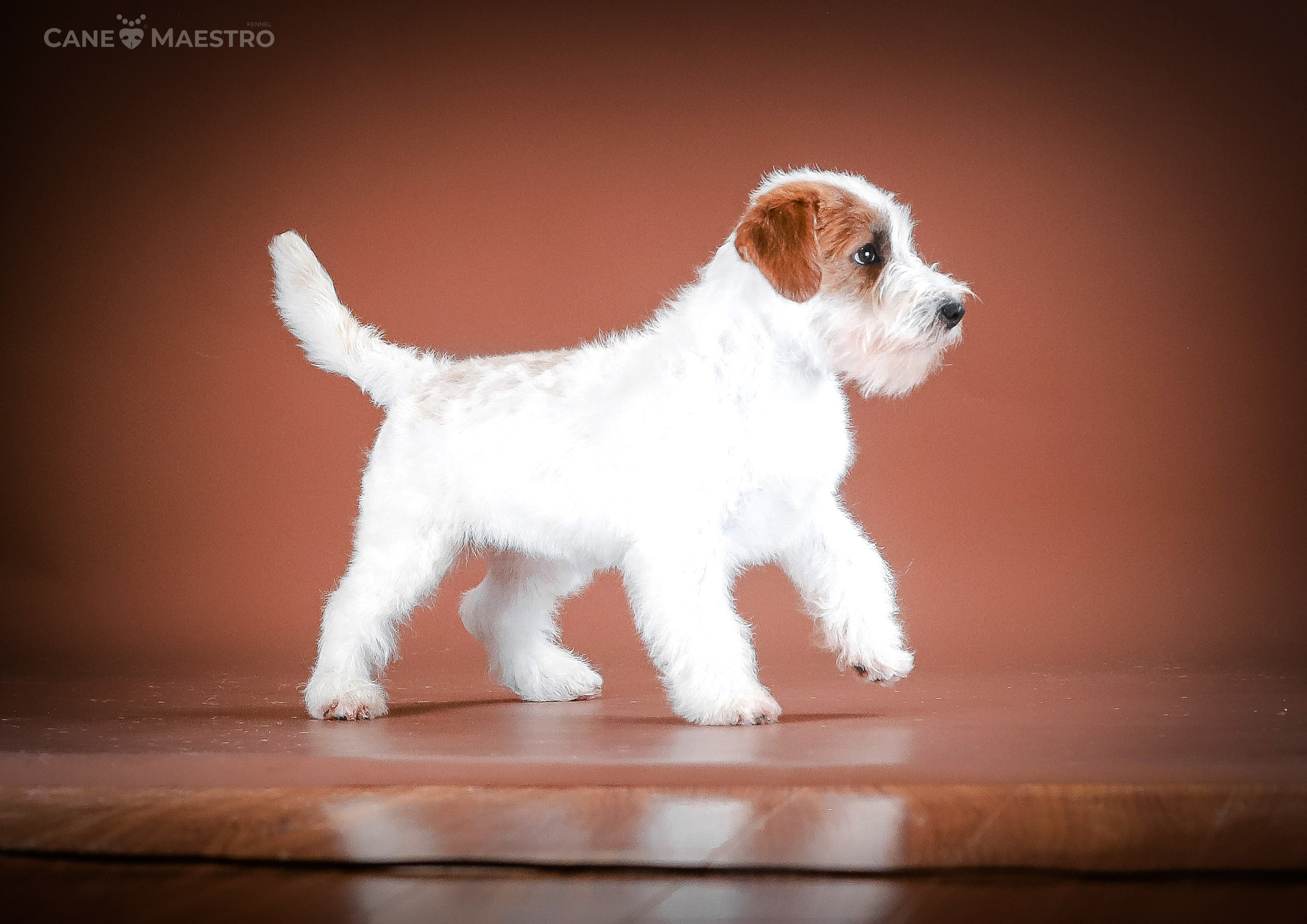 Девочка бело-рыжего окраса. Монокль жесткошерстная джек рассел терьер. КАНЕ МАЭСТРО — питомник Джек рассел терьеров