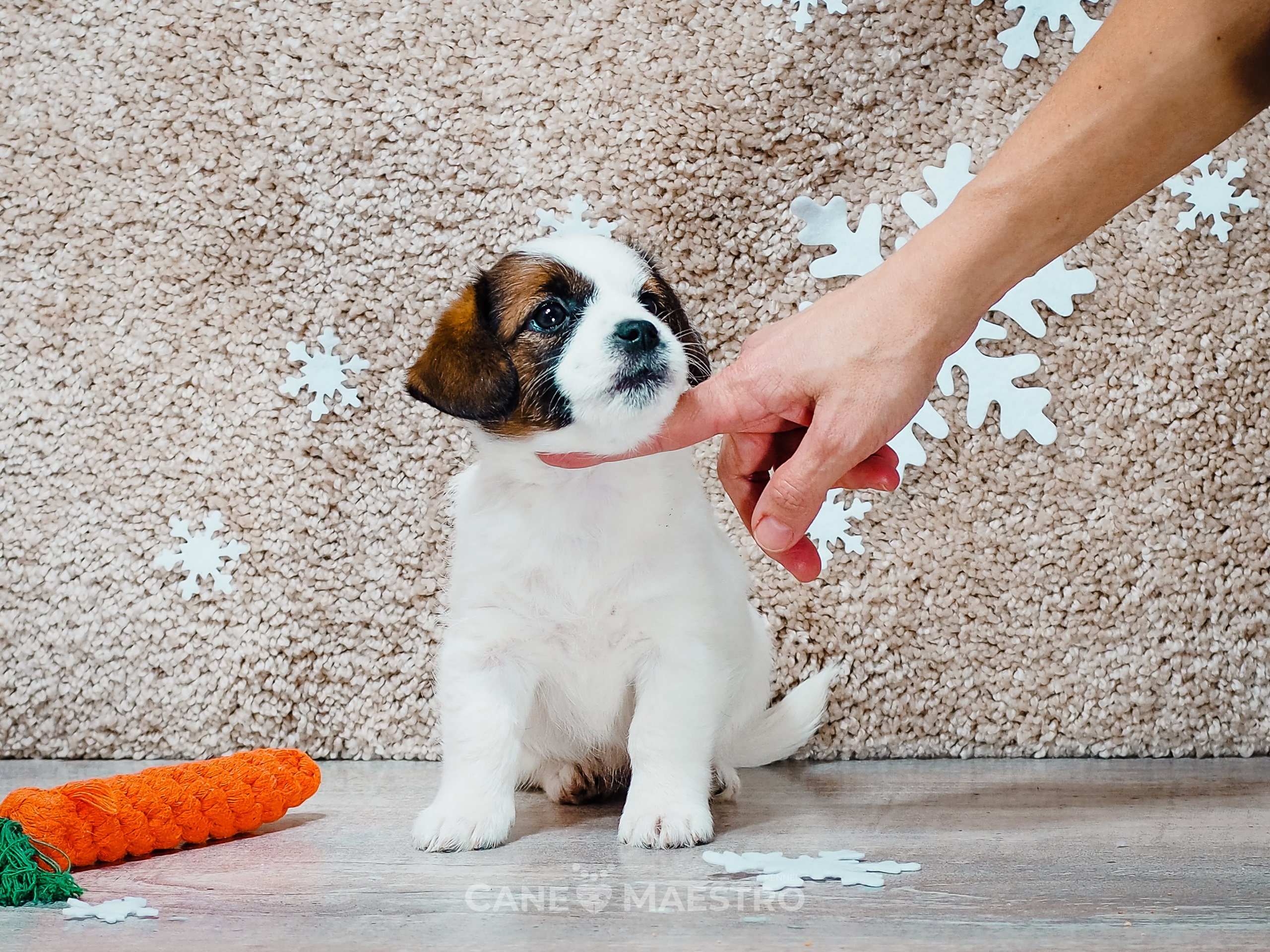 3_Девочка_СНЕЖНАЯ_Ц. CANE MAESTRO — kennel Jack Russell Terrier