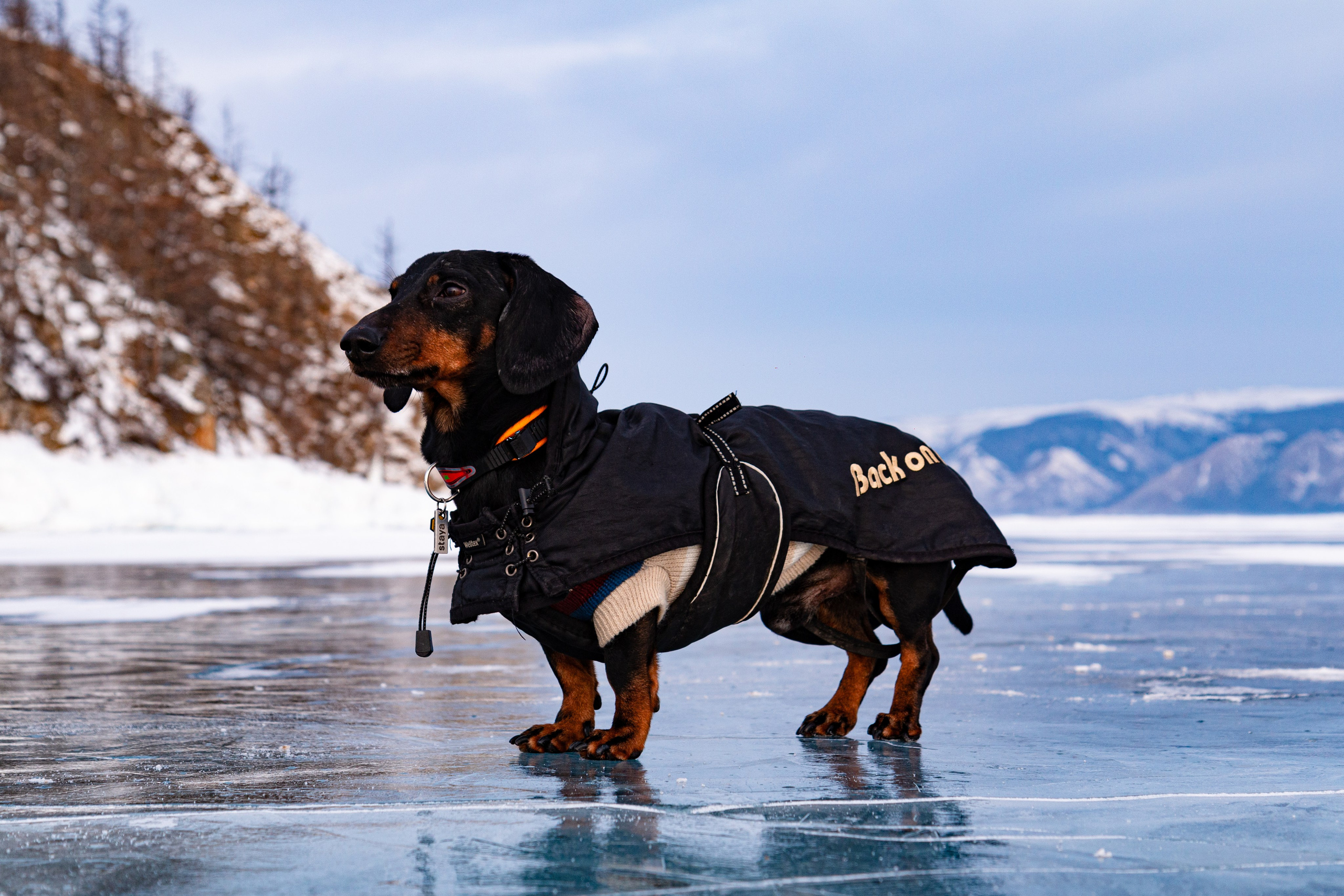 Фотосъёмка животных. Предметный и репортажный фотограф Алексей Кротов