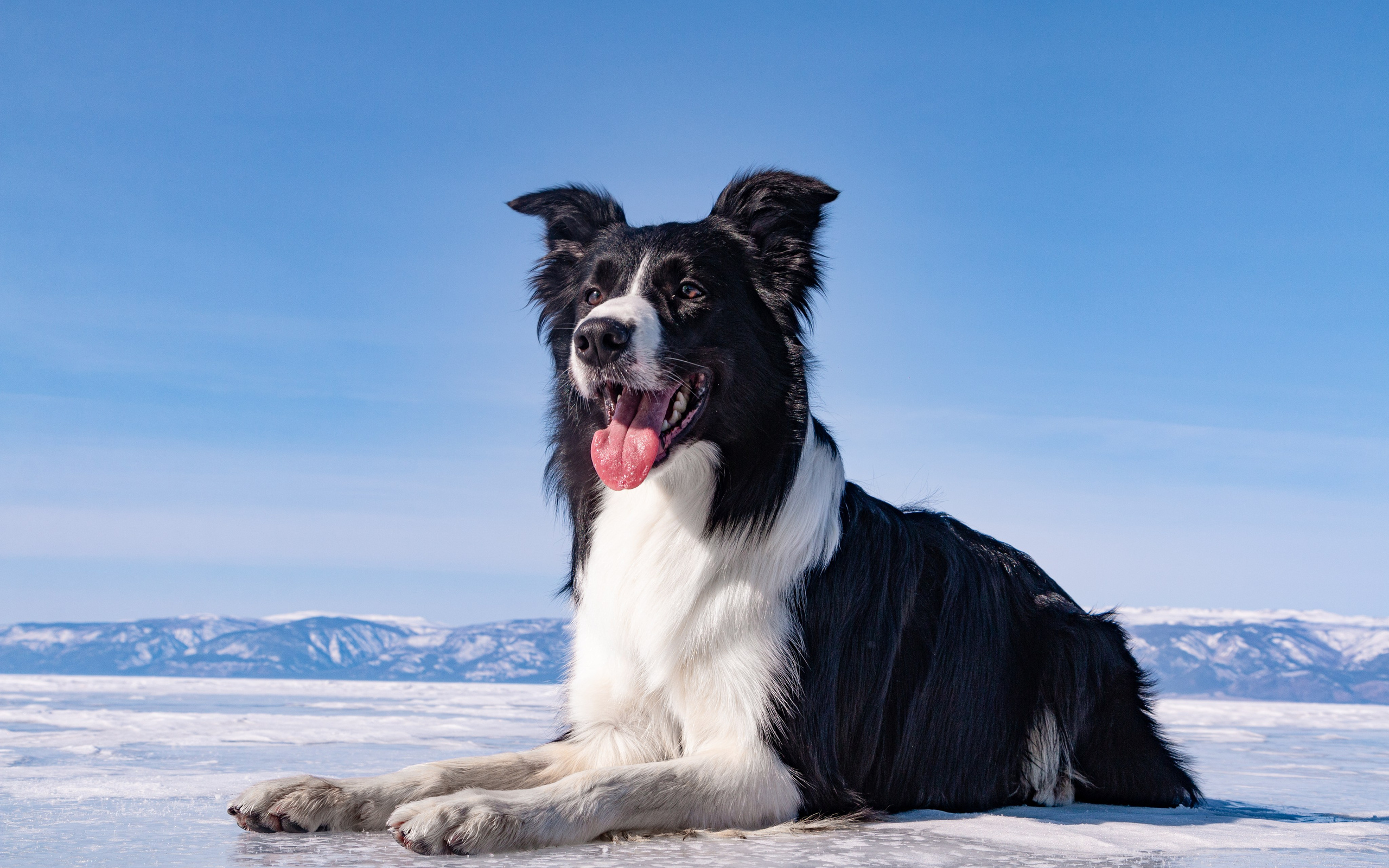 Фотосъёмка животных. Предметный и репортажный фотограф Алексей Кротов
