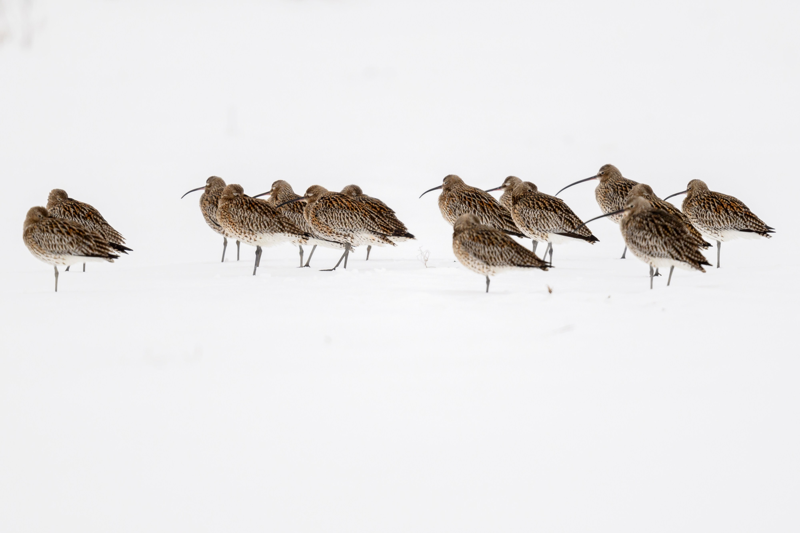 Большой кроншнеп. Фотограф Сергей Пупонин