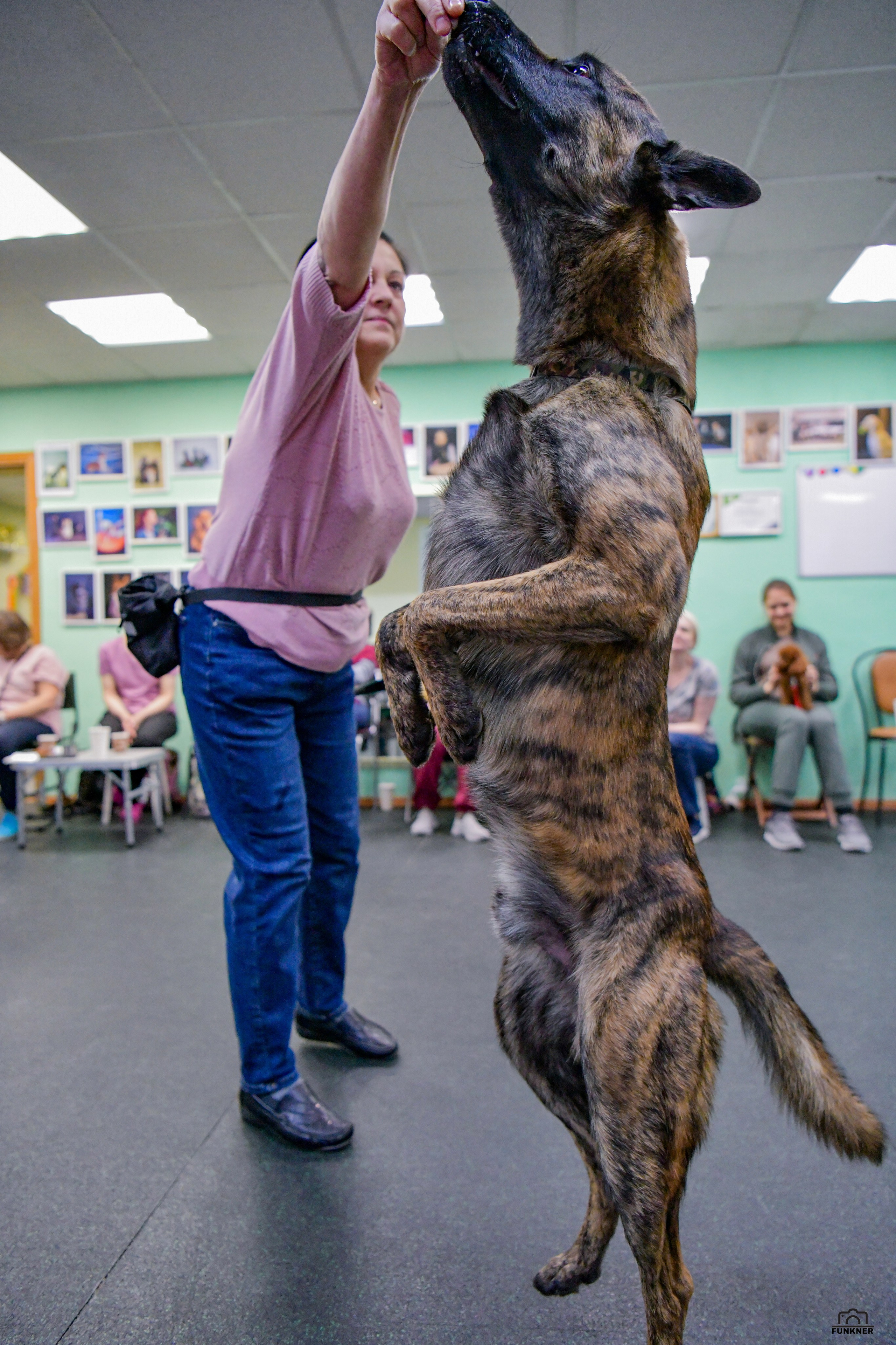 Кинологический клуб «Бодрый хвост». Свой взгляд через объектив