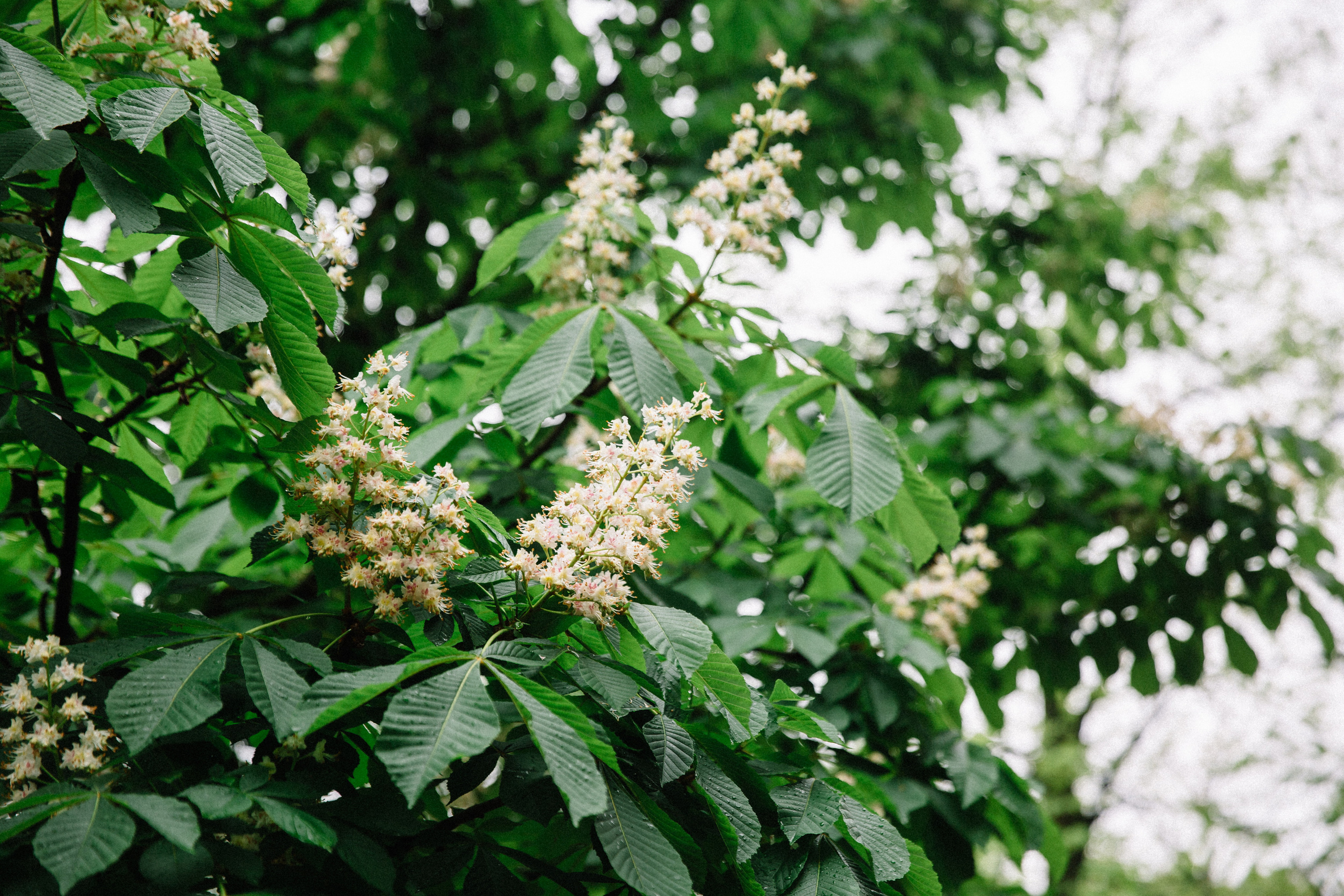 Ирина и Алексей. Семейный и свадебный фотограф в Майкопе Михаил Мартиросян
