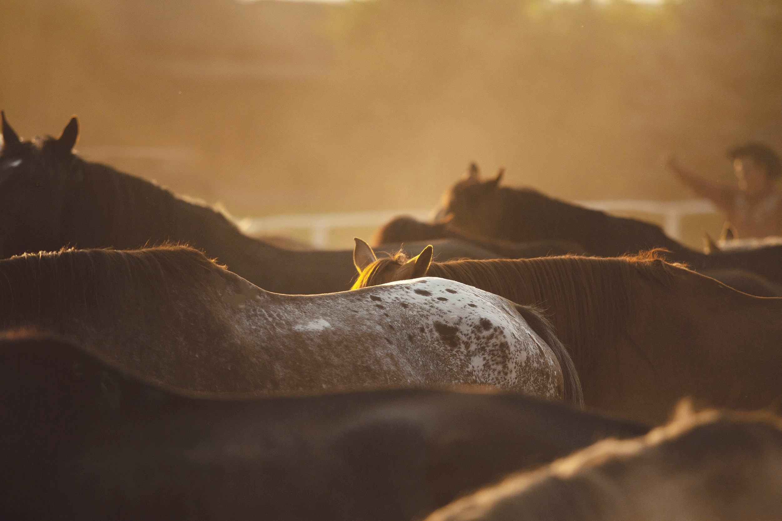 Лошади. Фотограф-анималист Юлия Удовенко