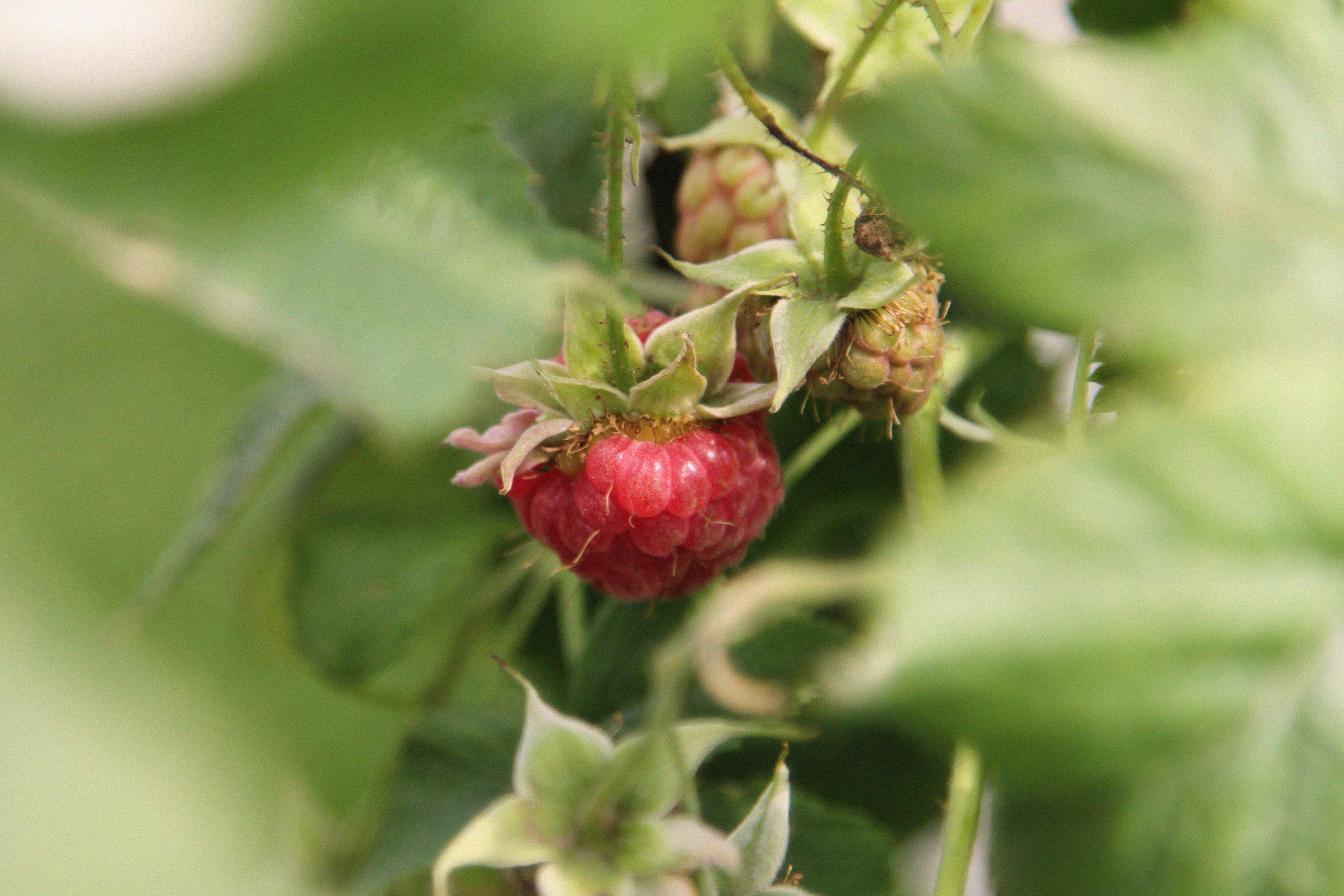 Томск, июль 2020. Фотограф Скворцова Дарья