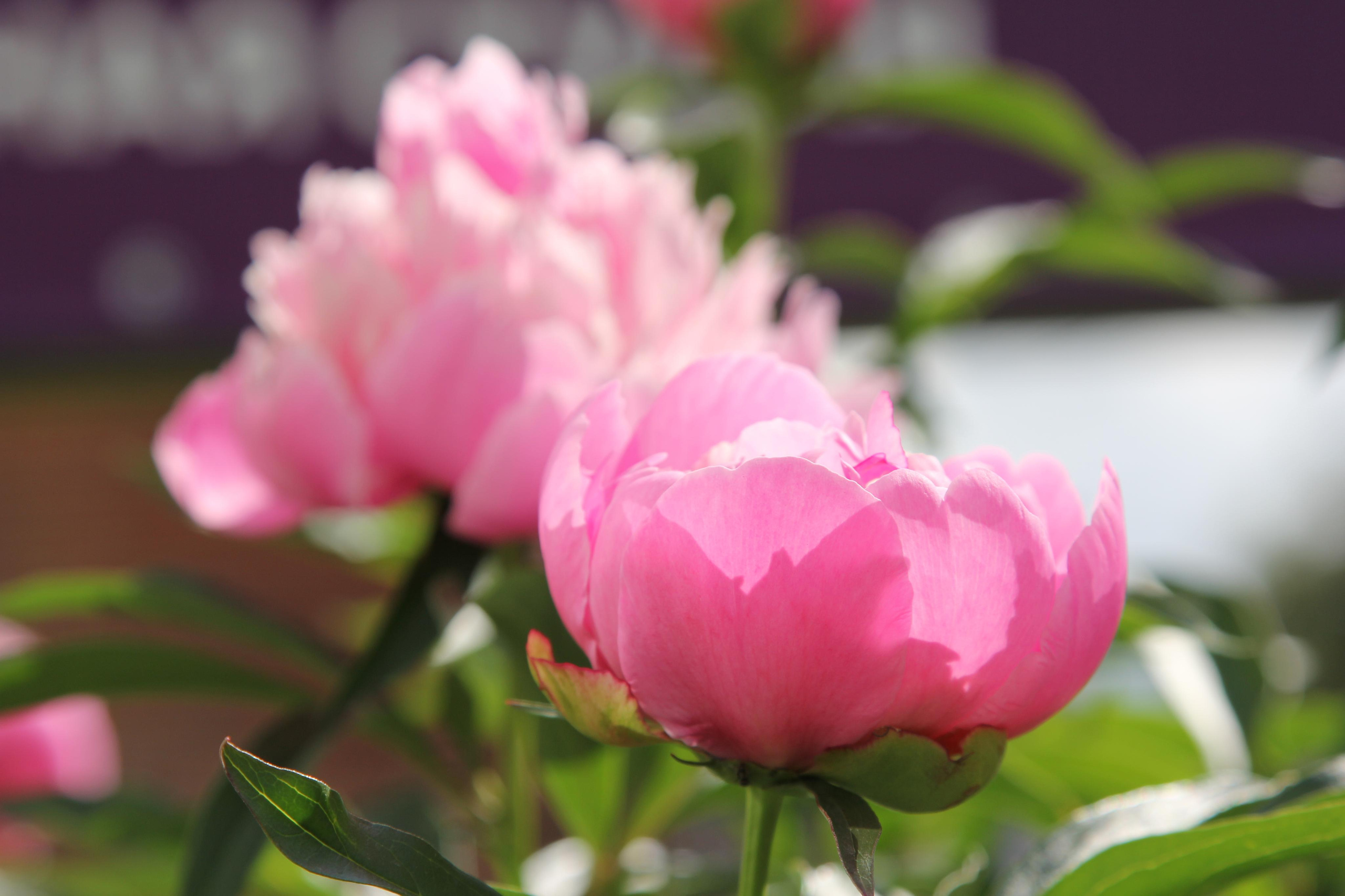 Томск, 20 июня 2020. Фотограф Скворцова Дарья