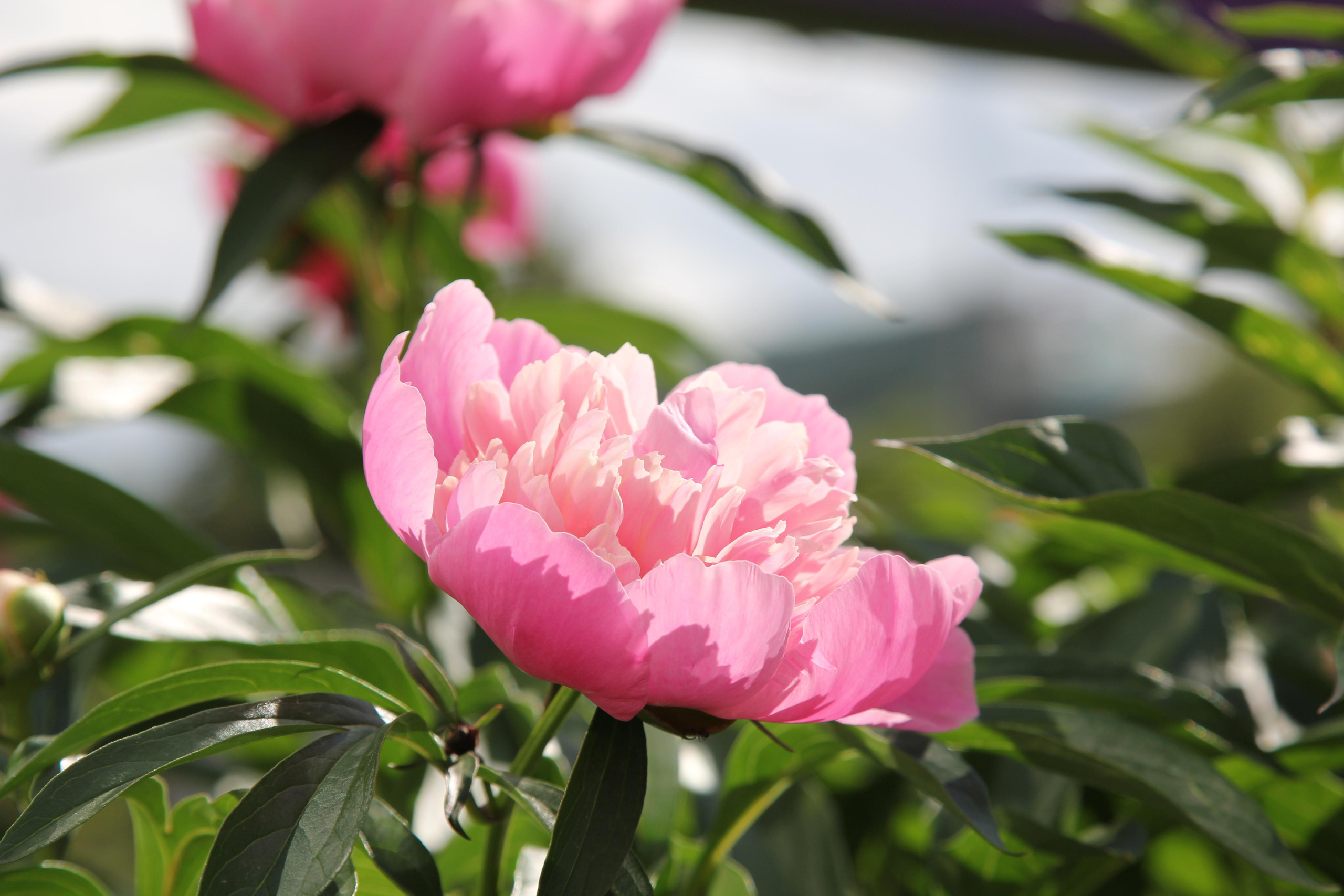 Томск, 20 июня 2020. Фотограф Скворцова Дарья