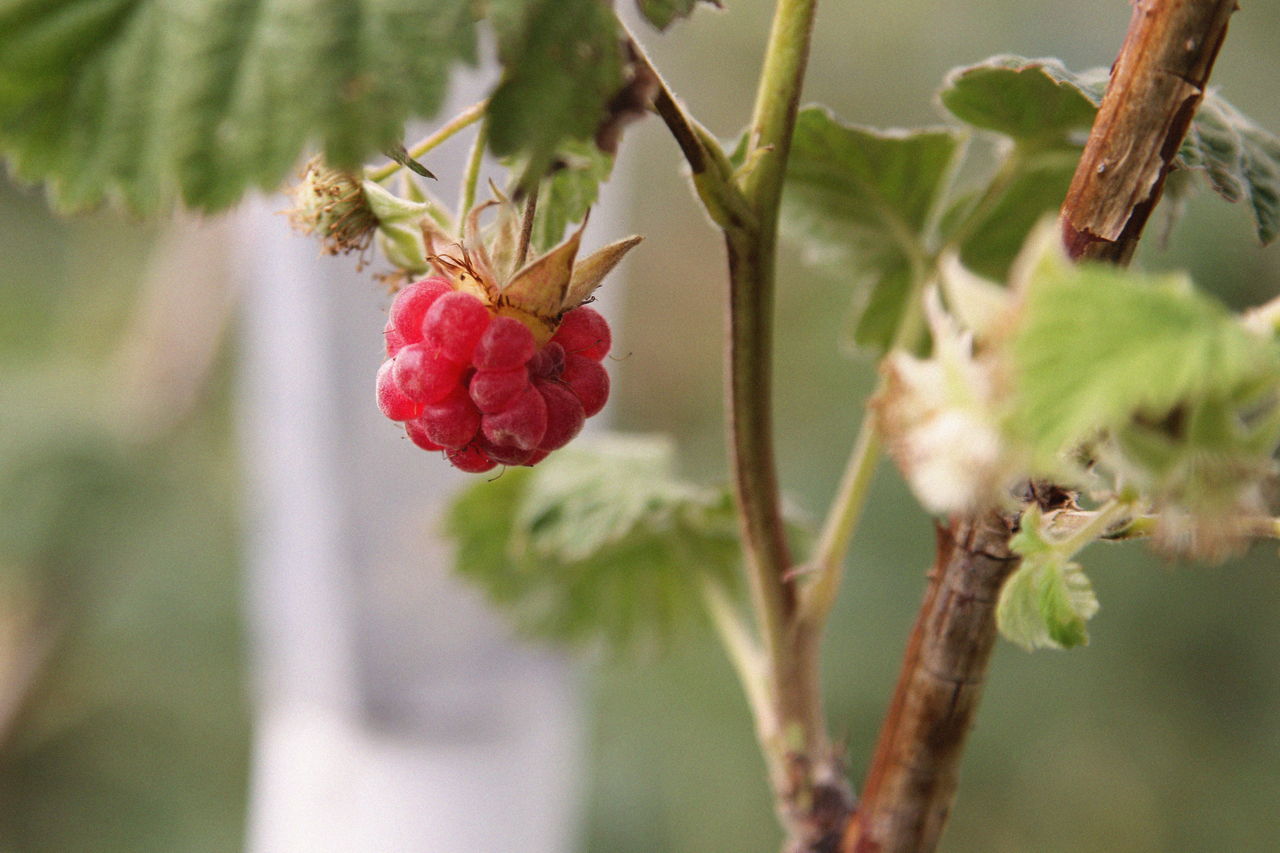 Томск, июль 2020. Фотограф Скворцова Дарья