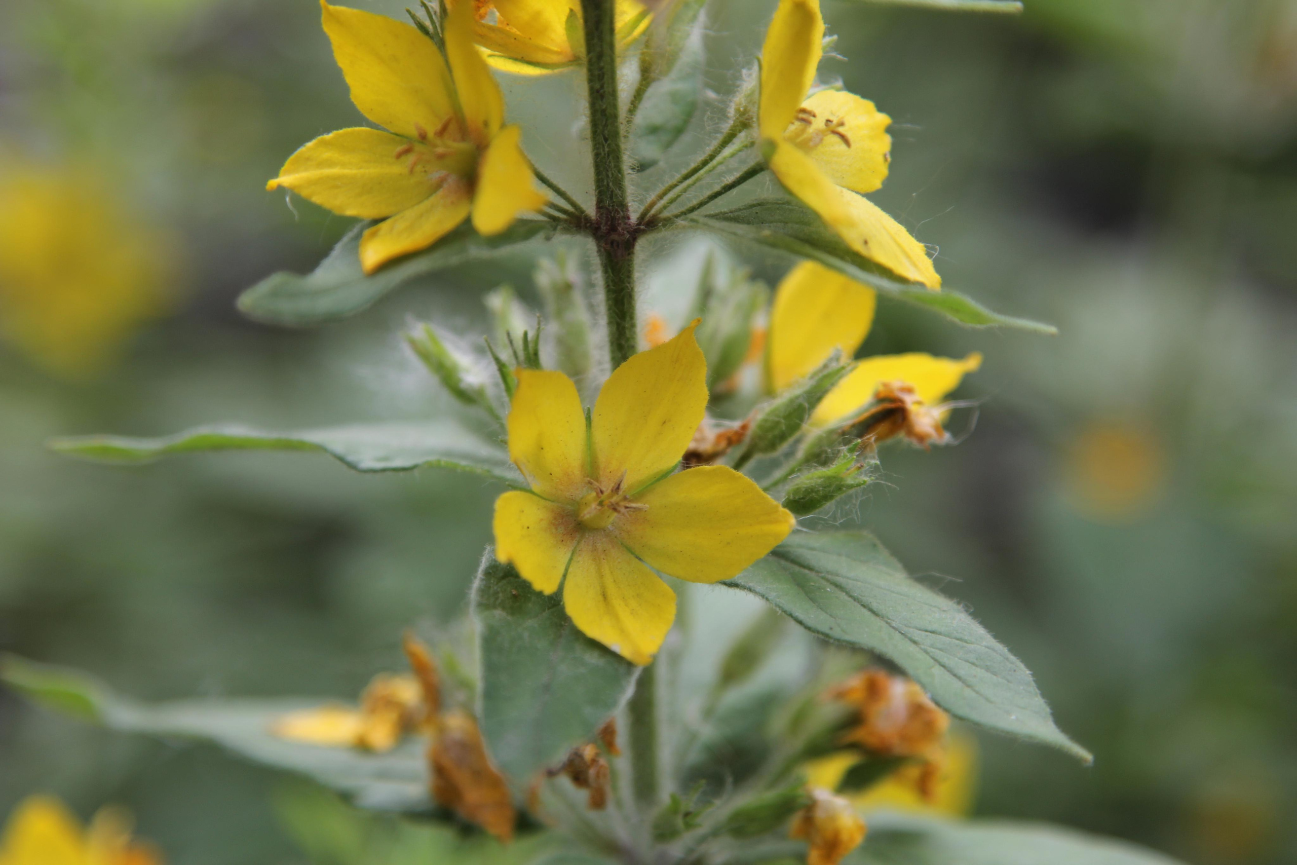 Томск, 20 июня 2020. Фотограф Скворцова Дарья