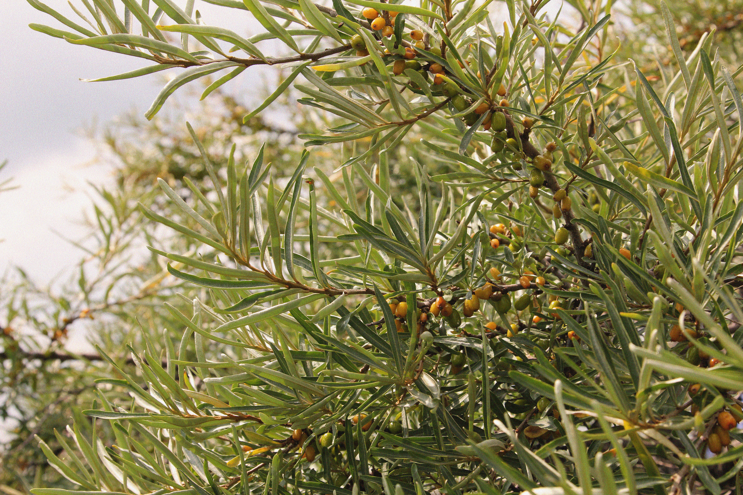 Томск, июль 2020. Фотограф Скворцова Дарья