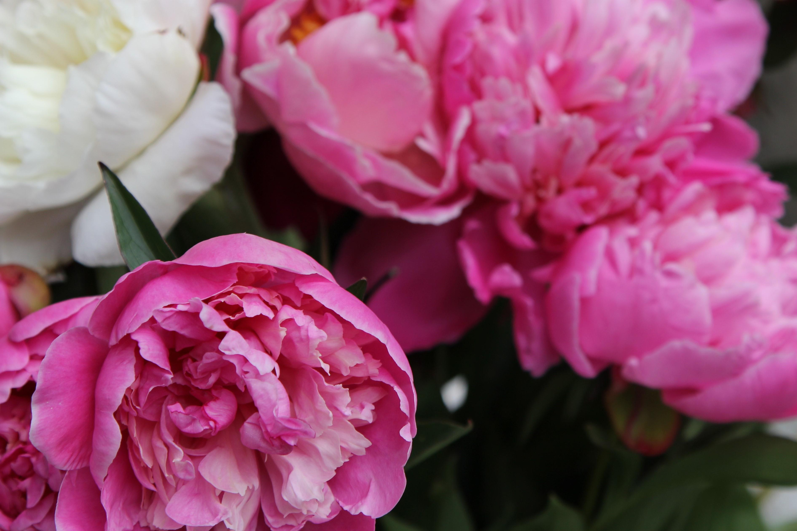 Томск, 20 июня 2020. Фотограф Скворцова Дарья