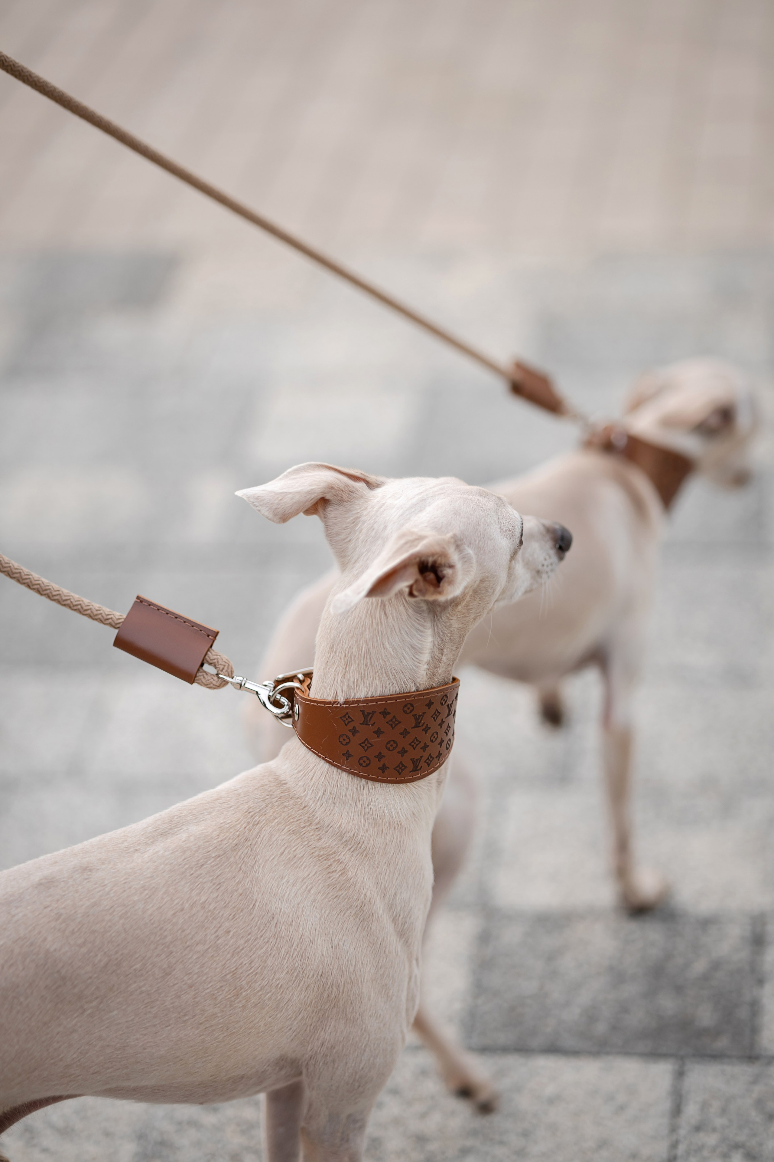 Прогулки. Профессиональный питомник левреток РКФ/FCI ASTI SAPPHIRE 💎 Сочи|Санкт-Петербург