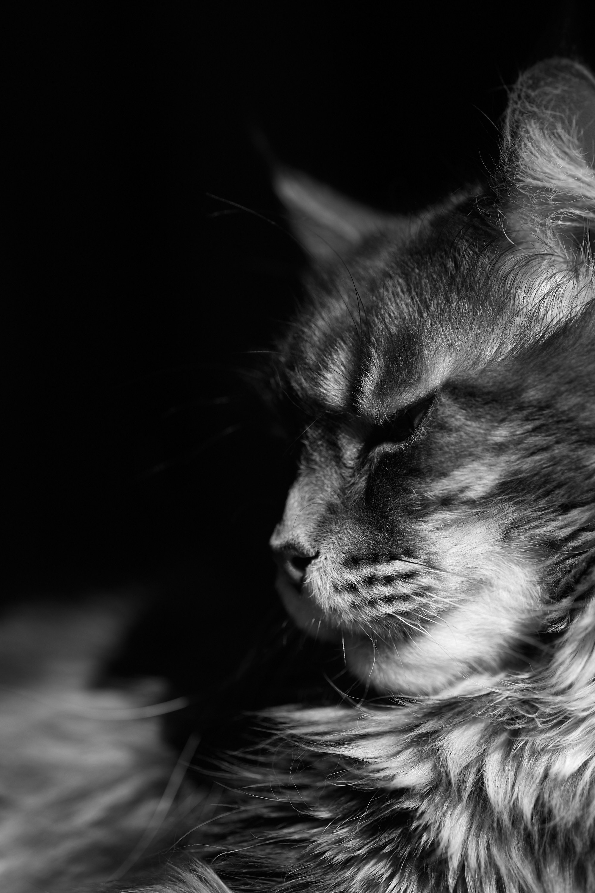 Мой кот. Даниил Савиных | Фотограф Тюмень