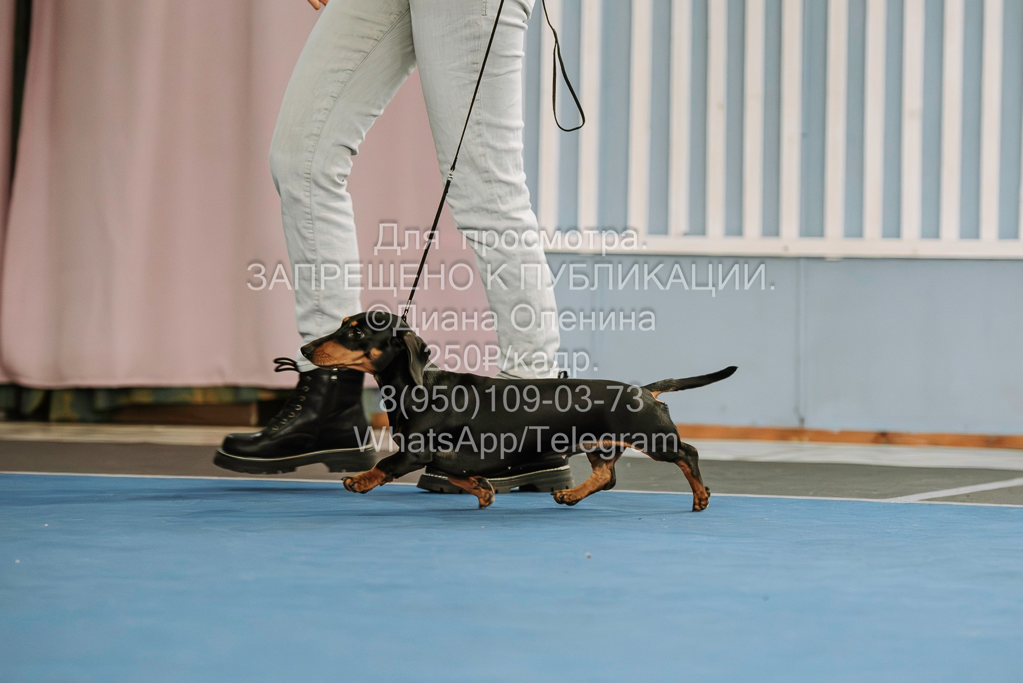Выставка собак Красноярск 29.10.2023. Фотограф Диана Оленина Красноярск / Братск