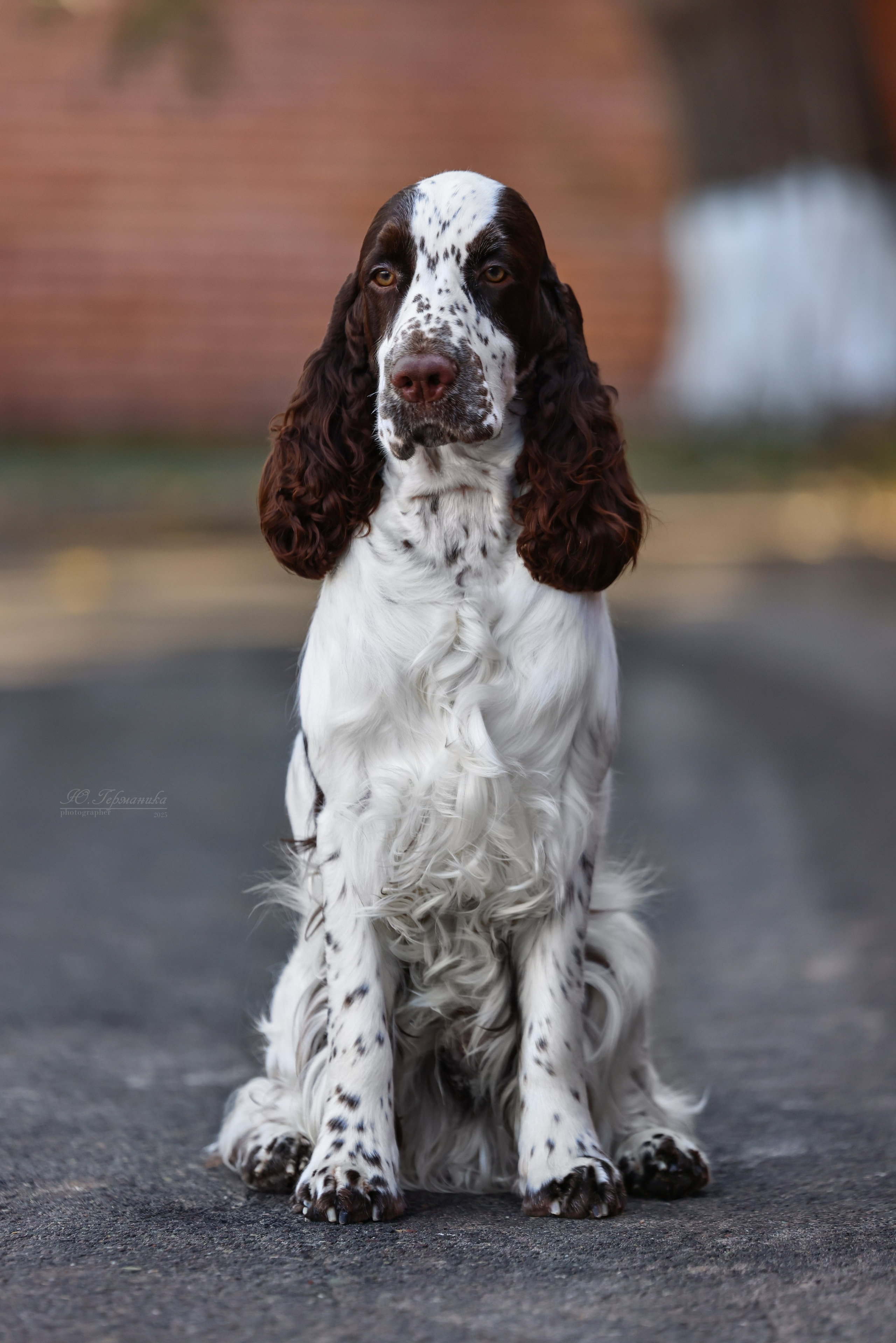 Астана 2хCACIB 26-28.09.2025. Фотограф-анималист Юлия Германика