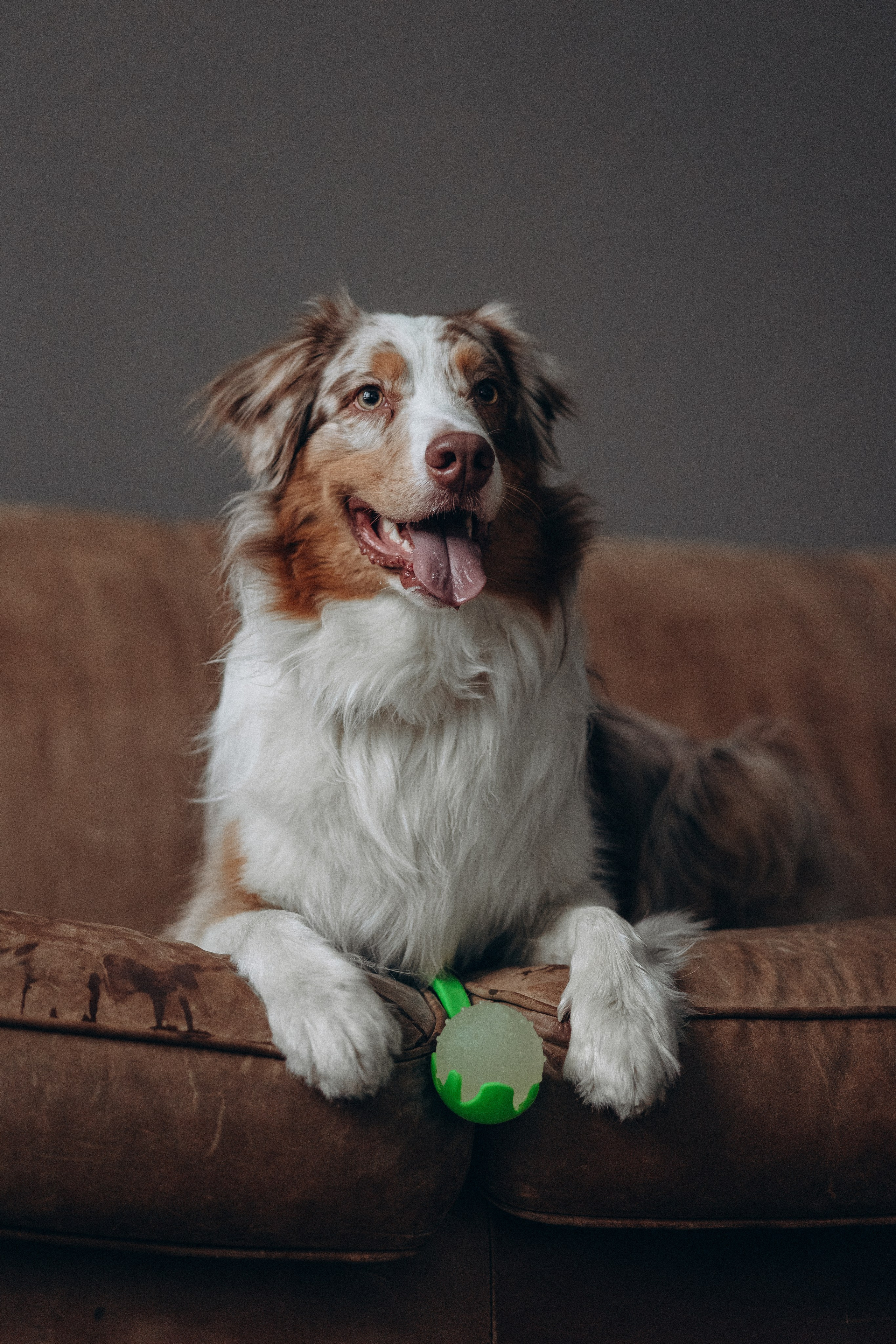 Катапульты. Фотораф — анималист Мария Шистка