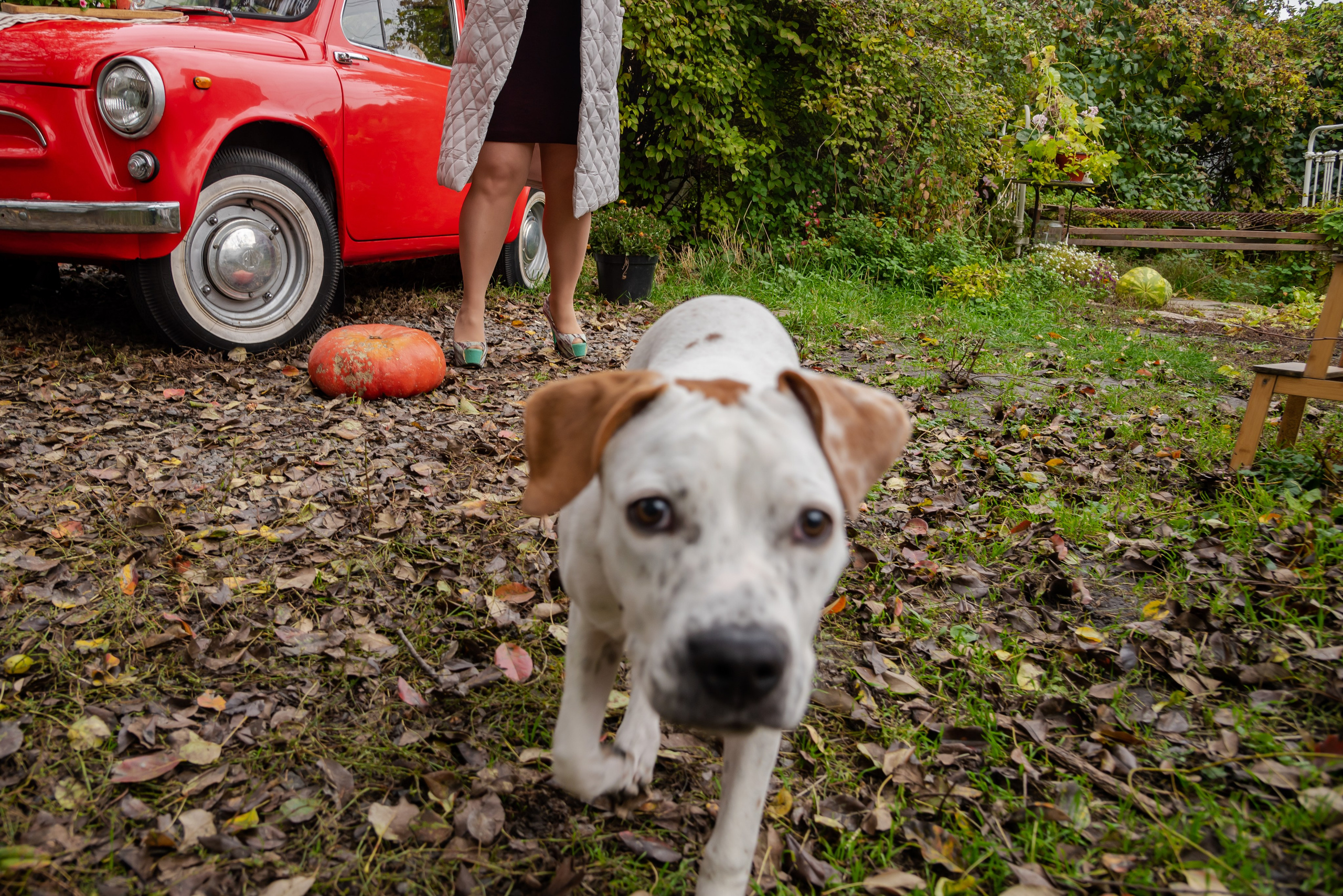 Авакадо. Фотограф Галина Нестерова