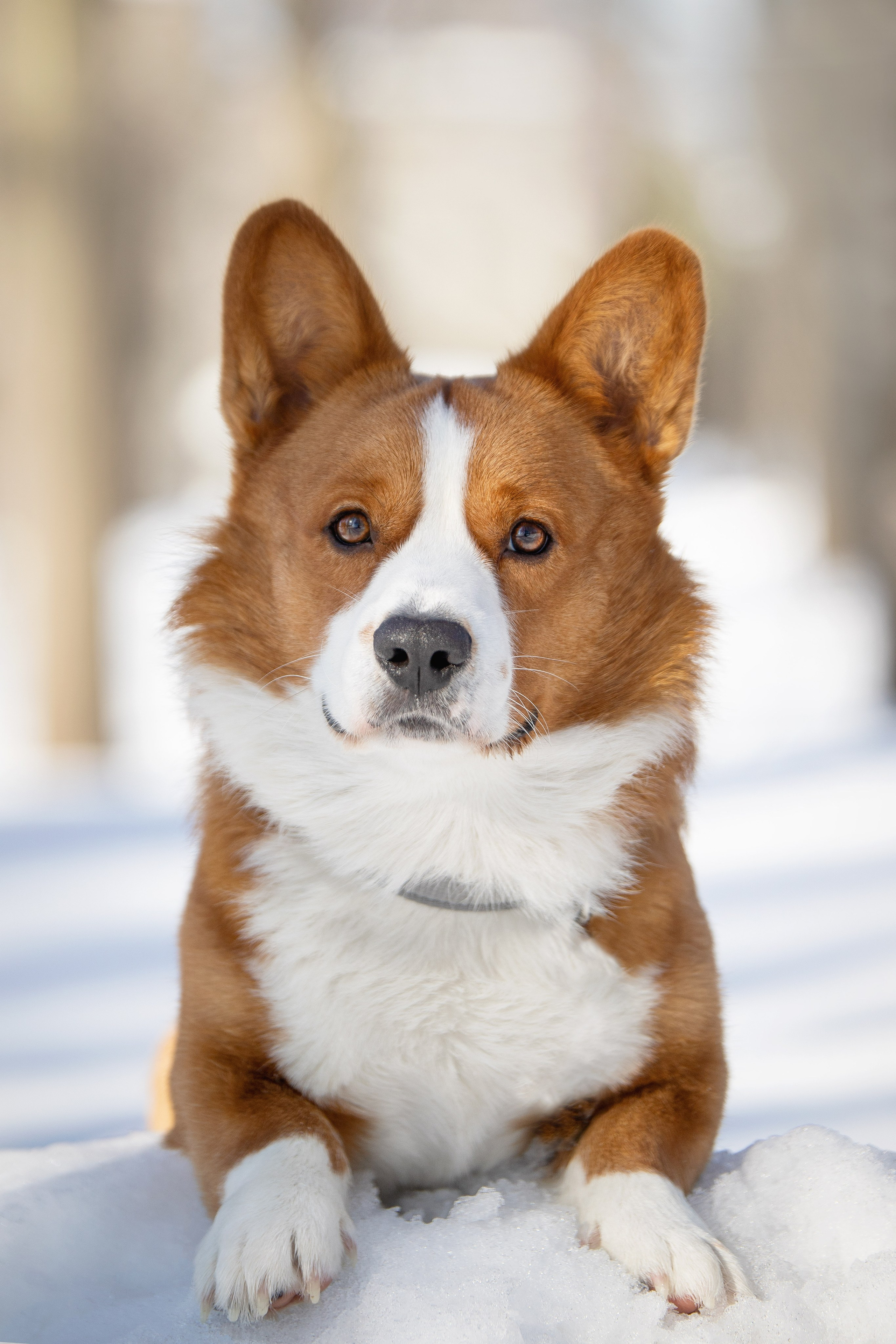 Лакки. Юлия Микульская. Рыбинск