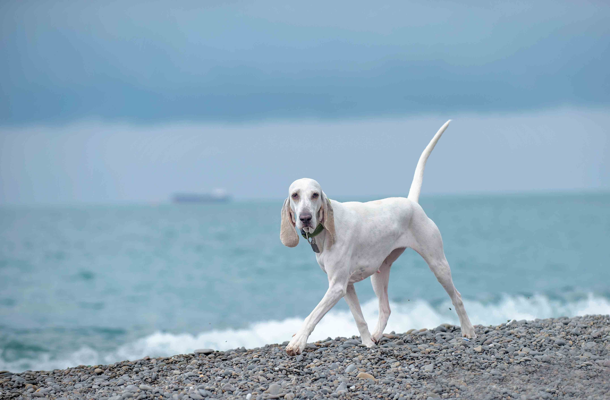 Собаки. Портретная и свадебная фотосъемка. Москва и область