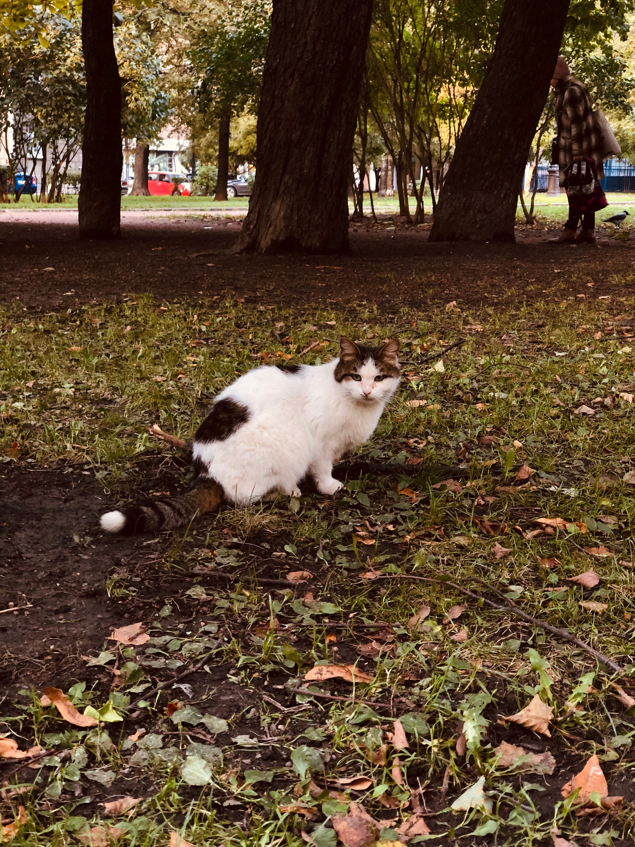 Октябрь. Семейный, Свадебный фотограф СПБ Питер— Романова Екатерина
