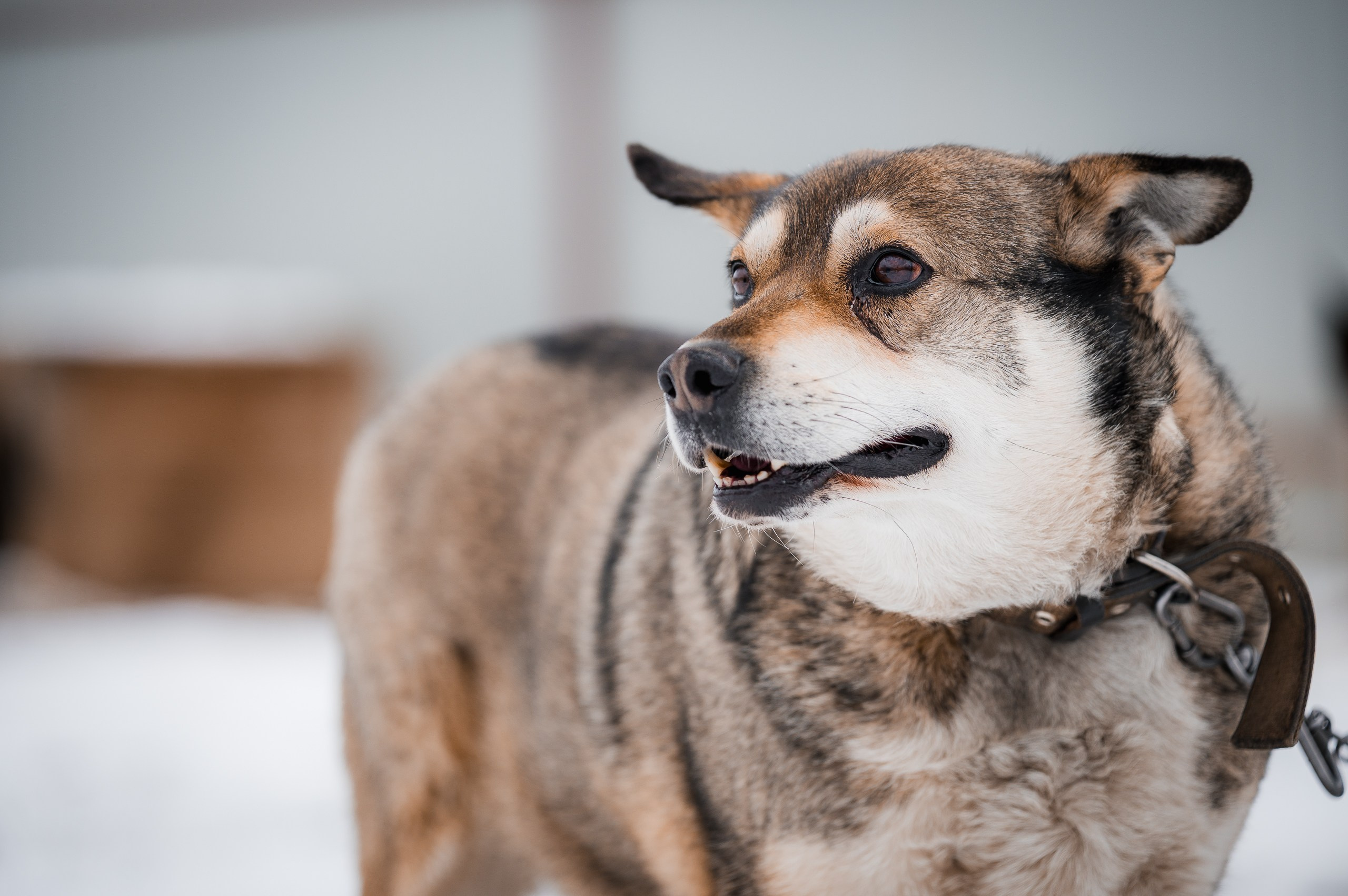 Серый. Улыбка собаки — спасение и пристройство бездомных собак