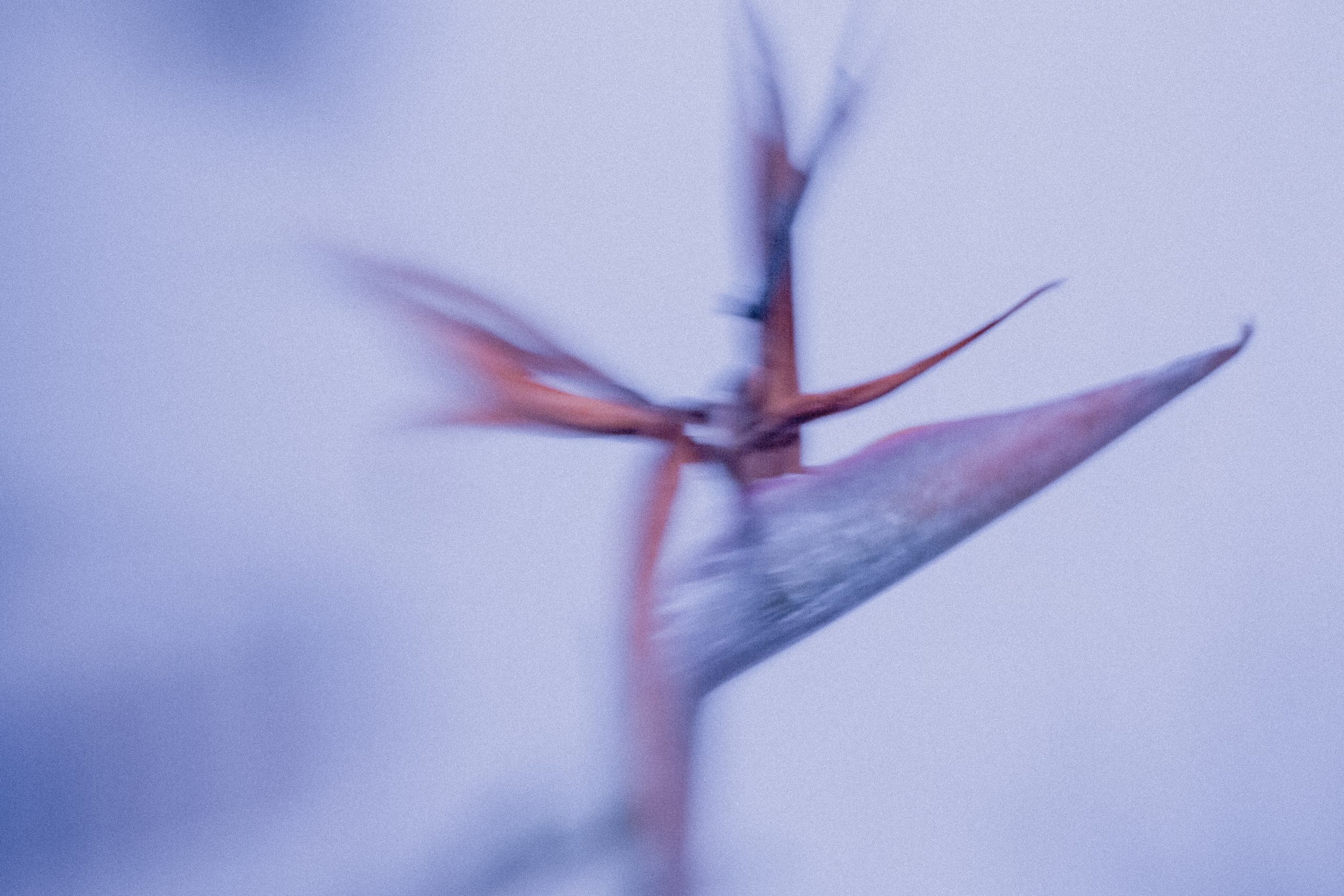 ЦВЕТА, 2025-2026. АННА ВЕРСО / ANNA VERSO | Визуальный художник / Visual artist