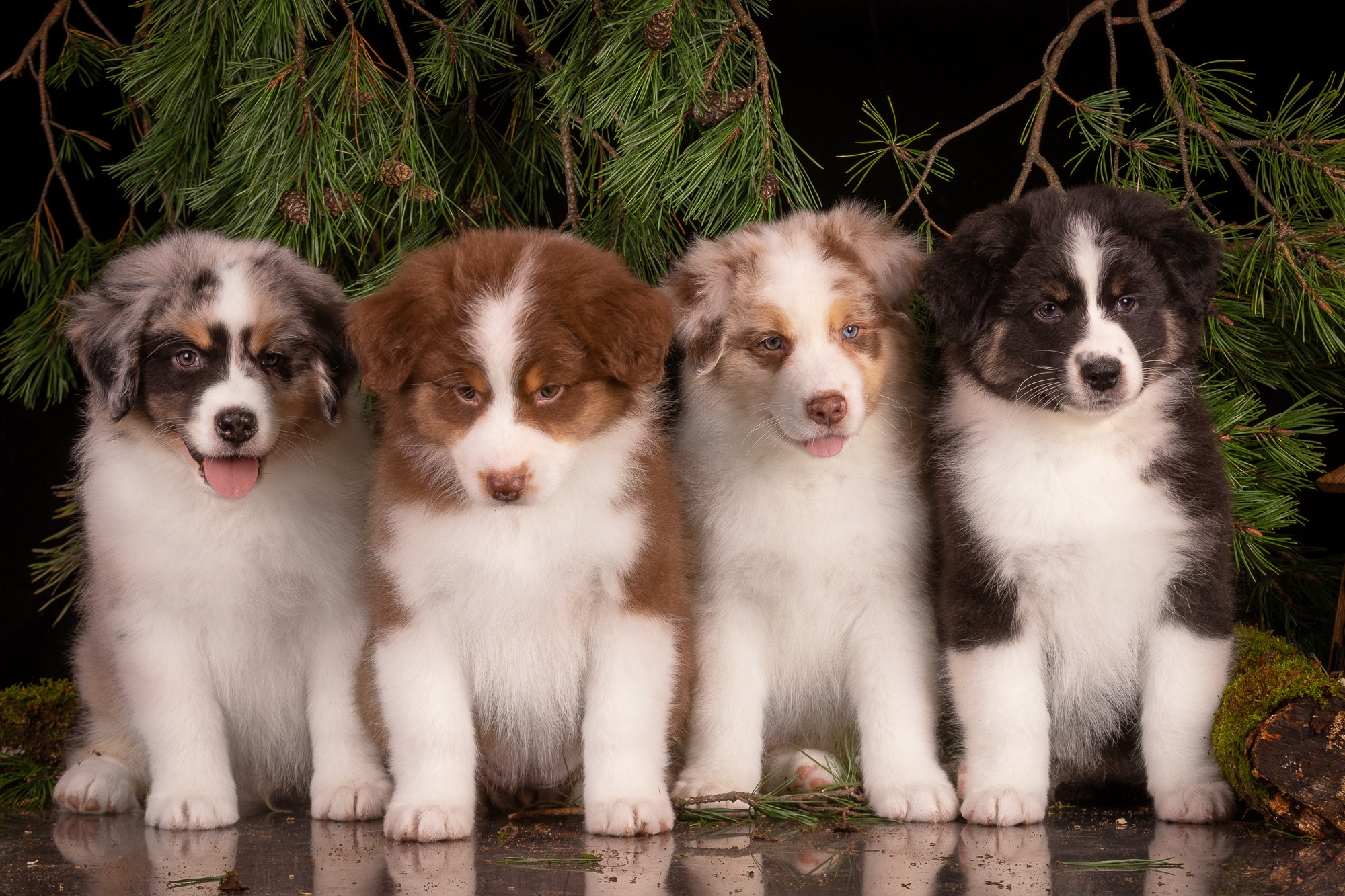 Фотосъёмки щенков. Фотограф-анималист Natalia Deingel | Фотосъемка собак в Москве