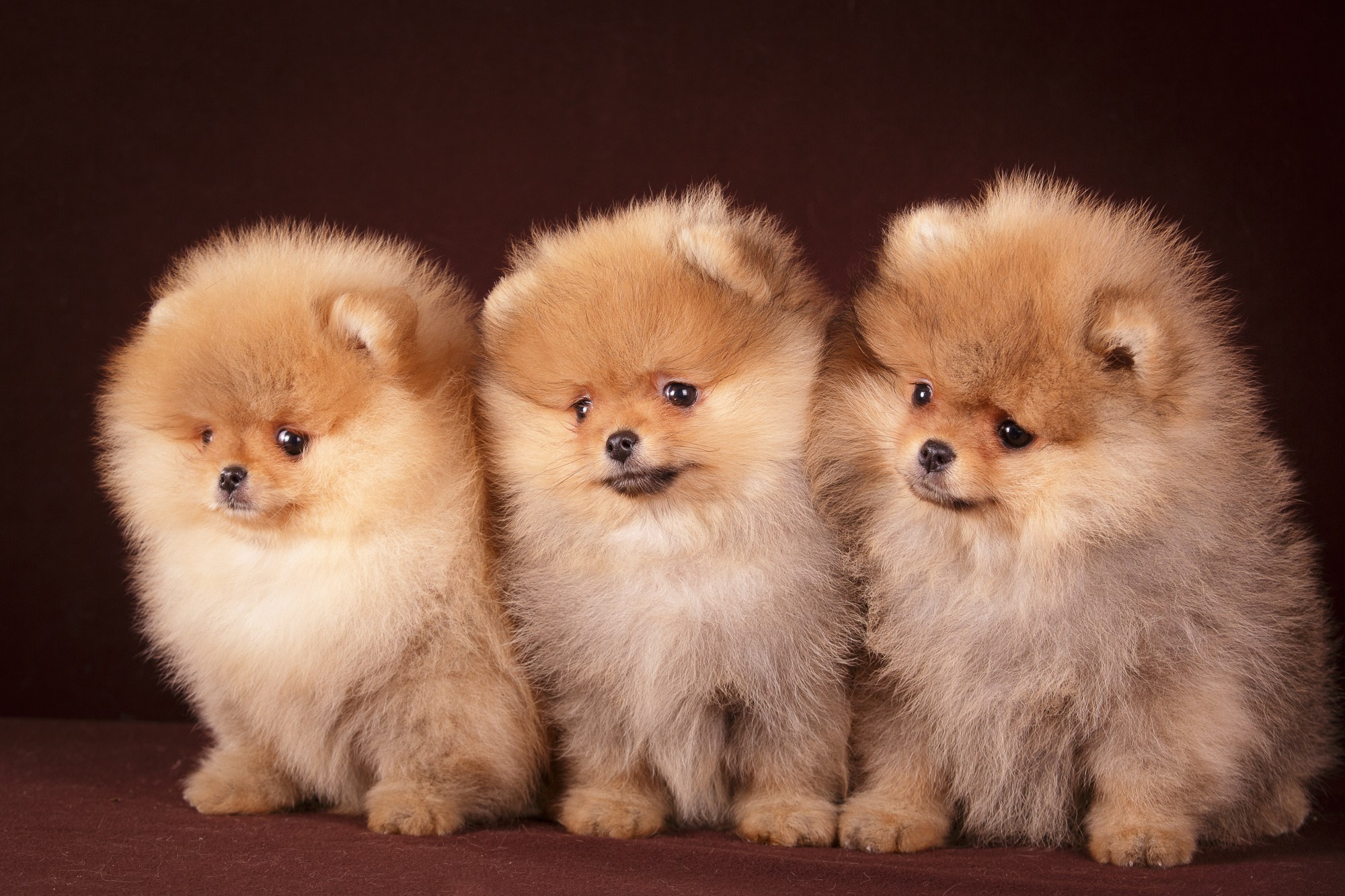 Фотосъёмки щенков. Фотограф-анималист Natalia Deingel | Фотосъемка собак в Москве